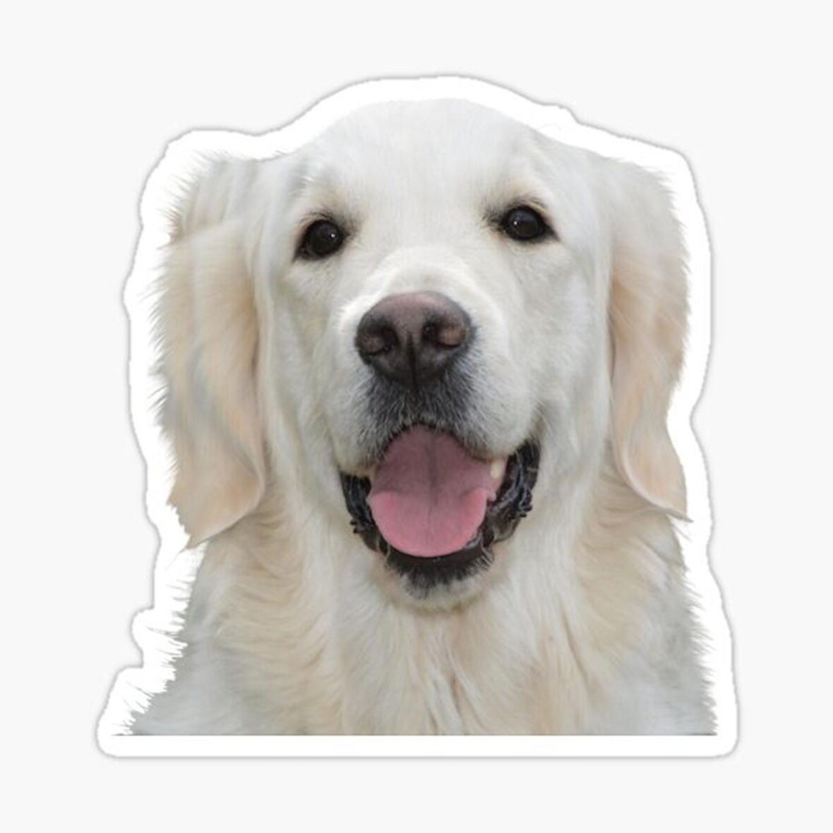 Golden Retriever Köpek Sticker Araba Oto Yapıştırması 17CM C1
