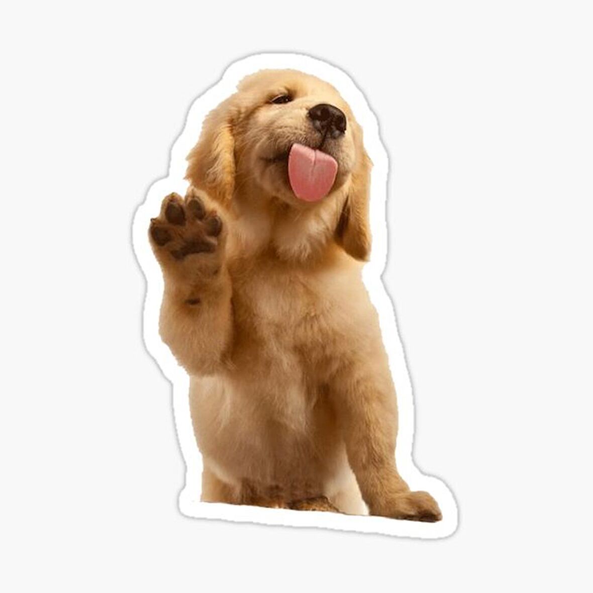 Golden Yavrusu Köpek Sticker Araba Oto Yapıştırması 17CM g1
