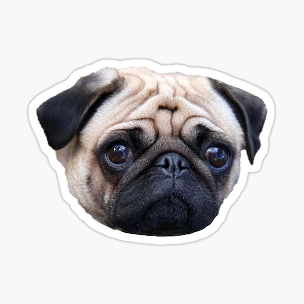 Pug Irkı Cinsi Köpek Sticker Araba Oto Yapıştırması 17CM B2