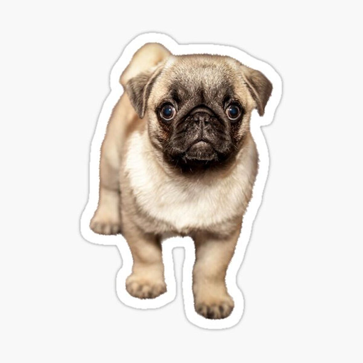 Pug Yavru Cinsi Köpek Sticker Araba Oto Yapıştırması 17CM A3