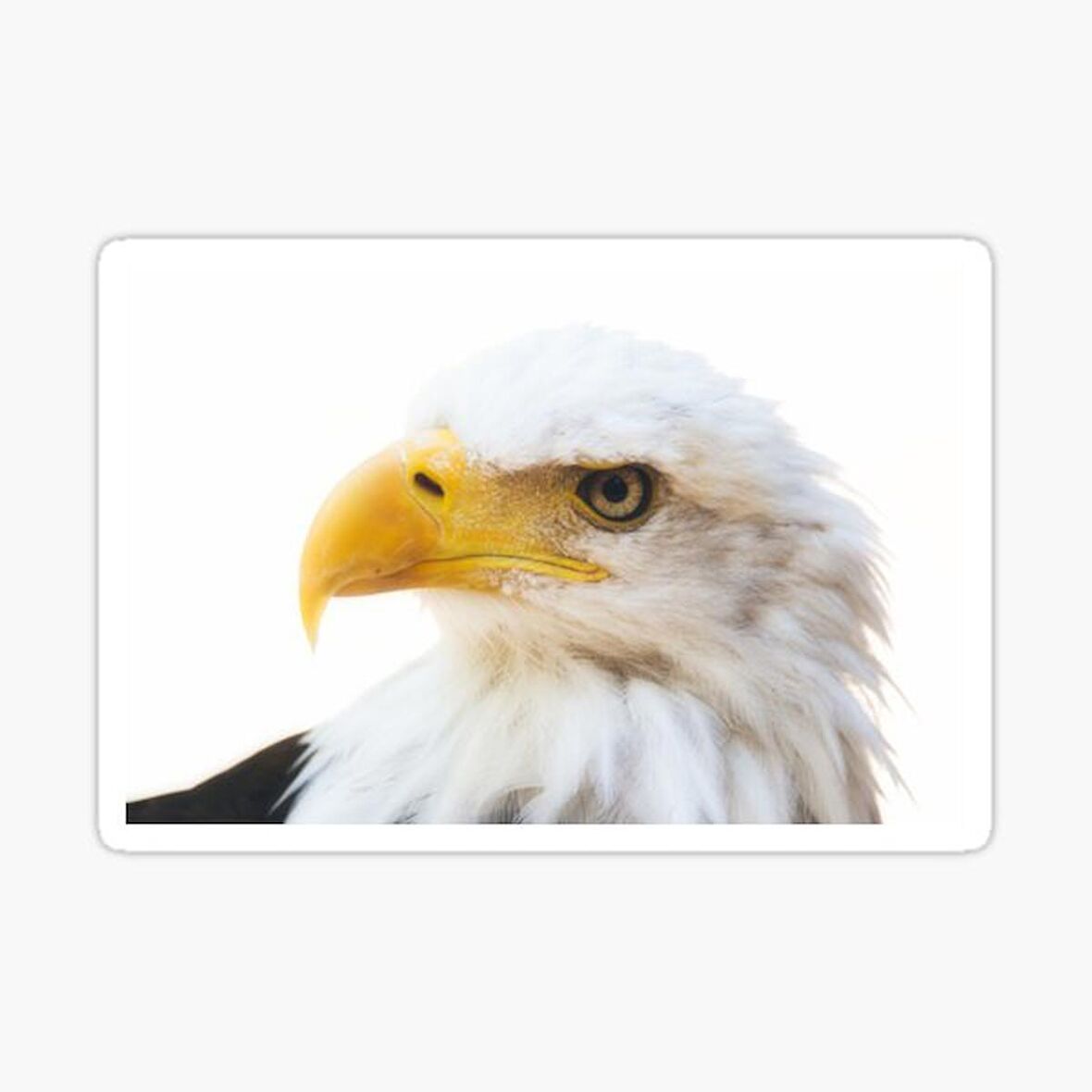 Araba için Kartal Oto Sticker Yapıştırması Etiket  17CM r1