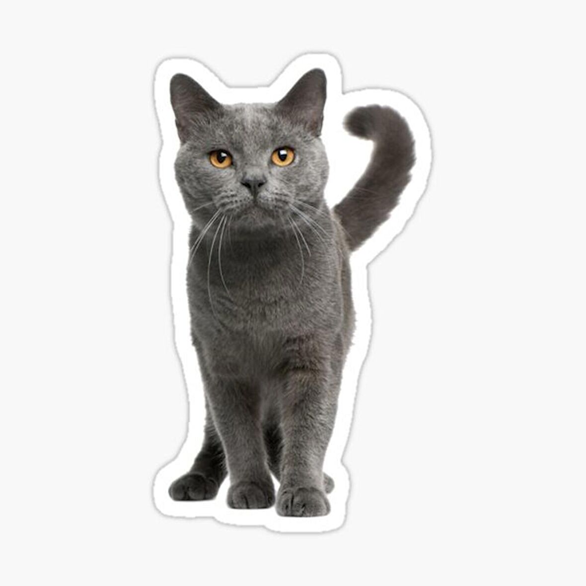 British Shorthair Kedi Araba Oto Sticker Yapıştırma Etiket 17CM q4