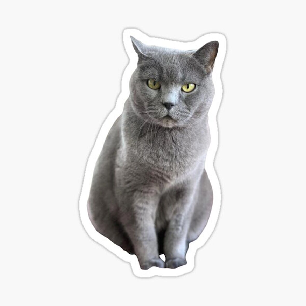 British Shorthair Kedi Araba Oto Sticker Yapıştırma Etiket 17CM z4