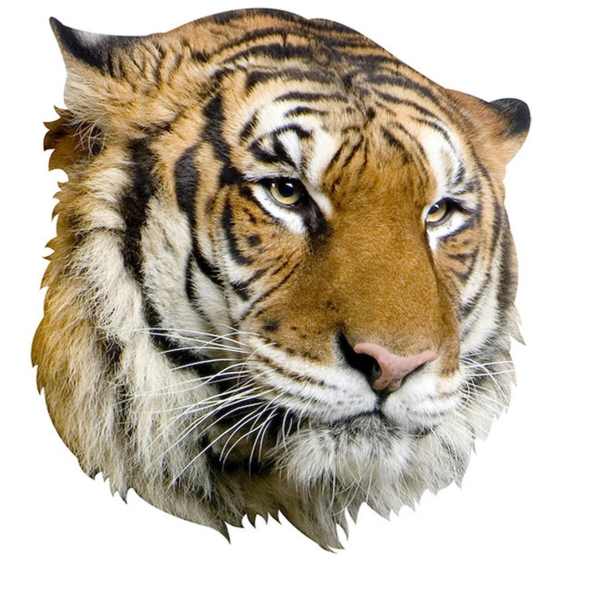 Kaplan Aile Araba Oto Sticker Yapıştırma Etiket 17CM h1