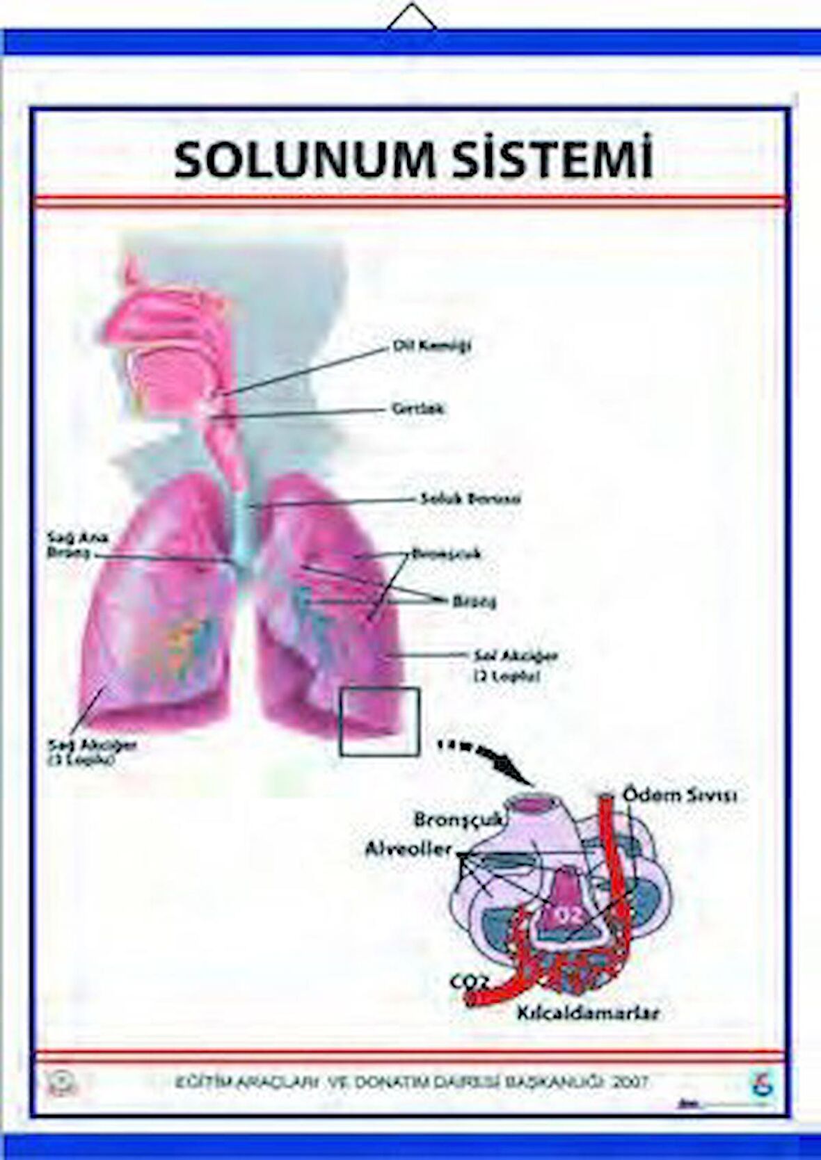 SOLUNUM SİSTEMİ (KAPLI, 70X100)