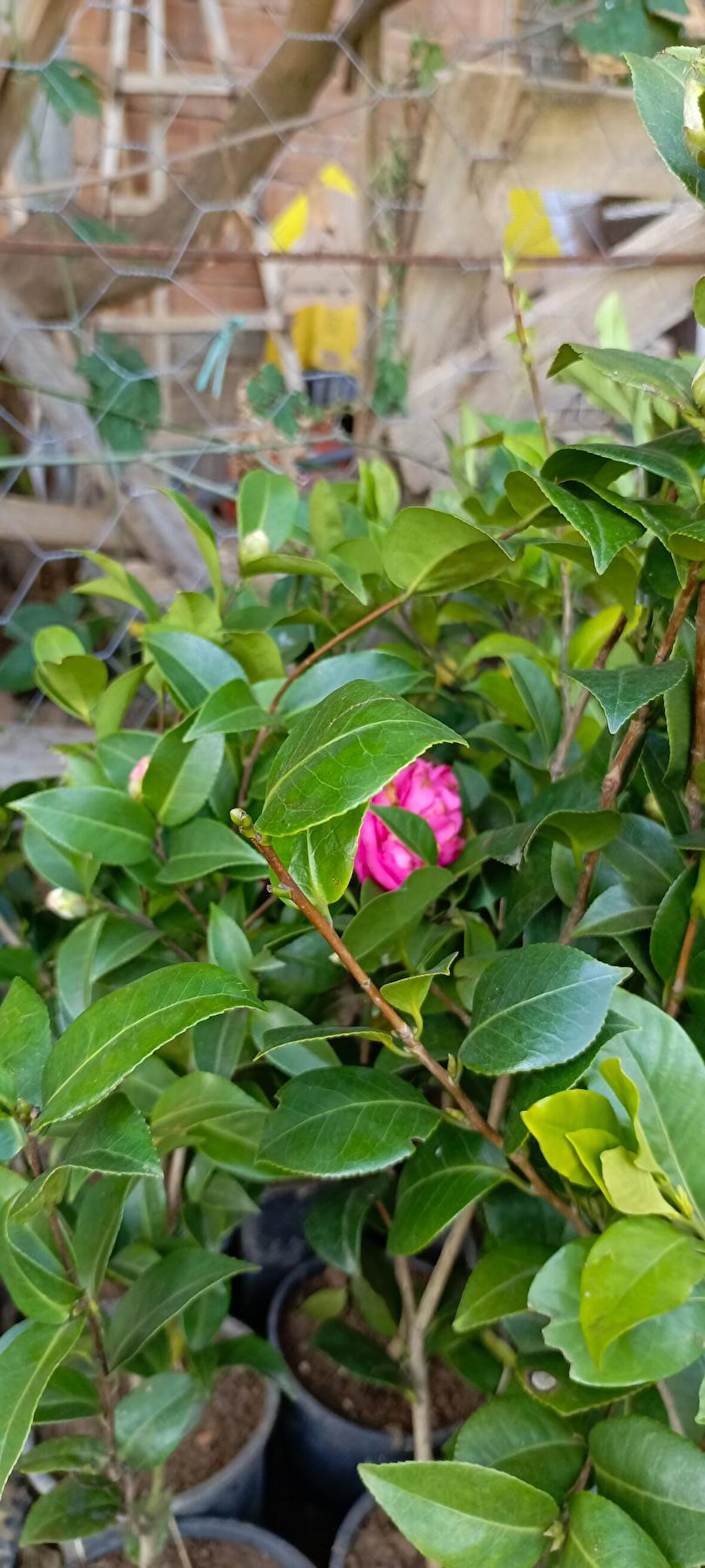 Kamelya açelya gardenya birer tane 50cm