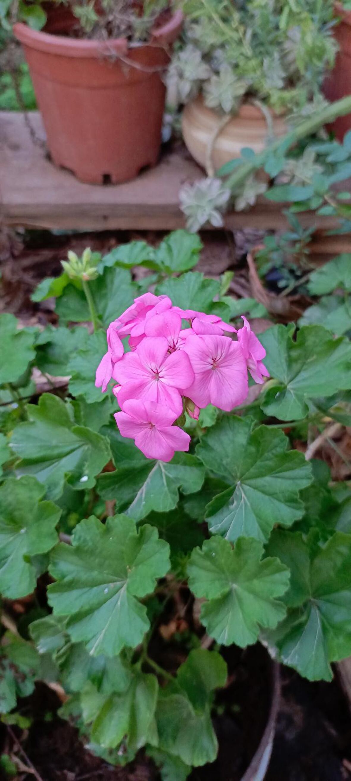 Aydoğdu rosalinda saksılı gül sardunya 20/30 cm