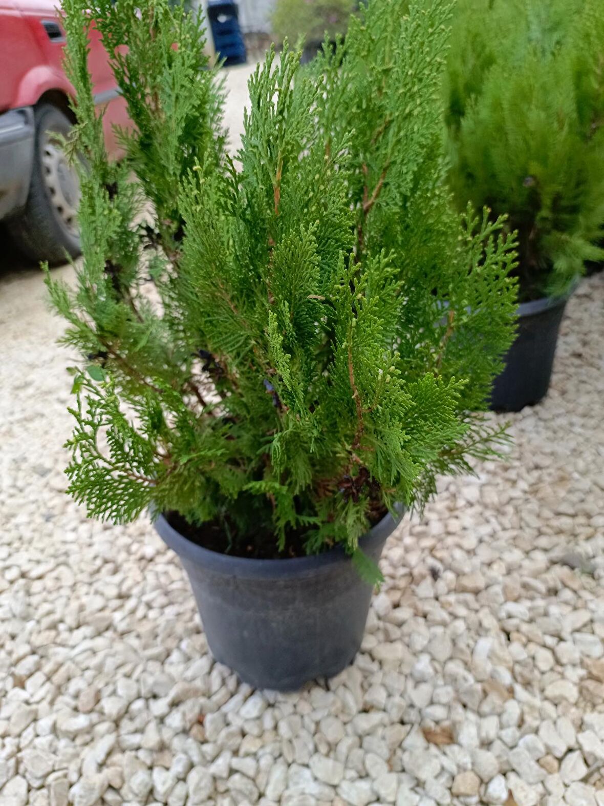 Limoni servi agacı 30/60 cm ardıçgillerden