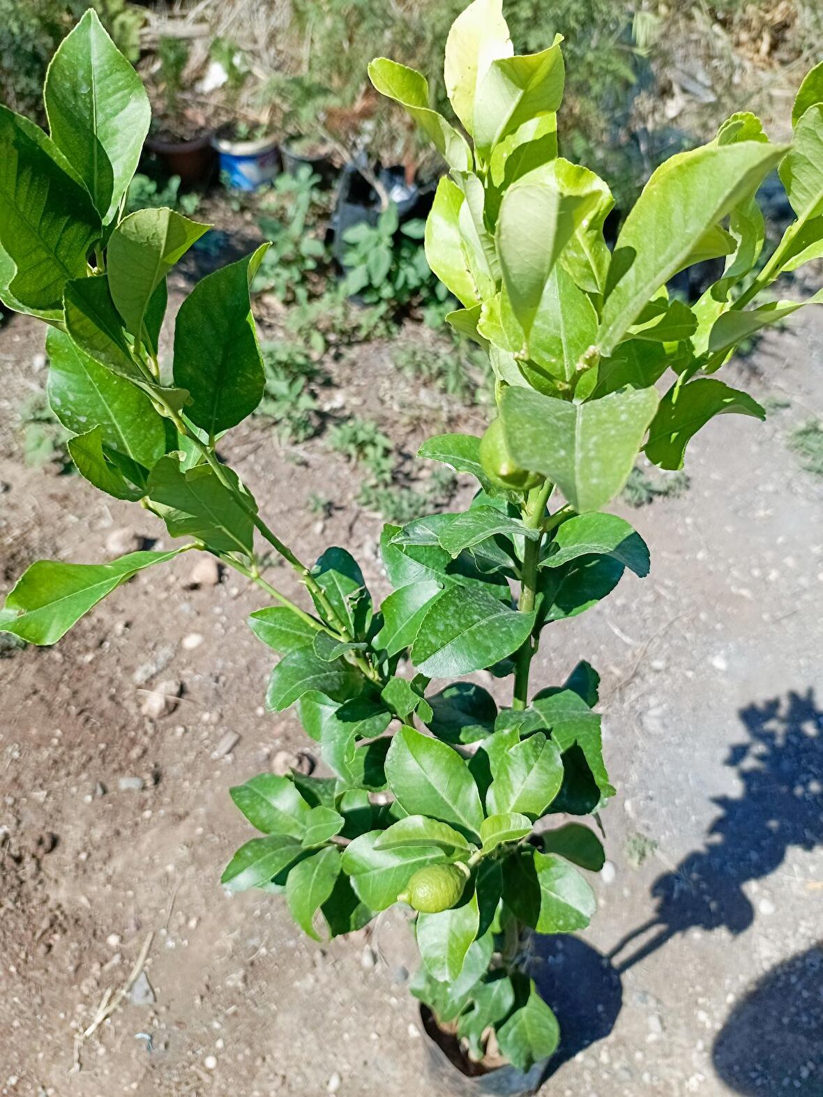 Tüplü aşılı yediveren limon fidanı