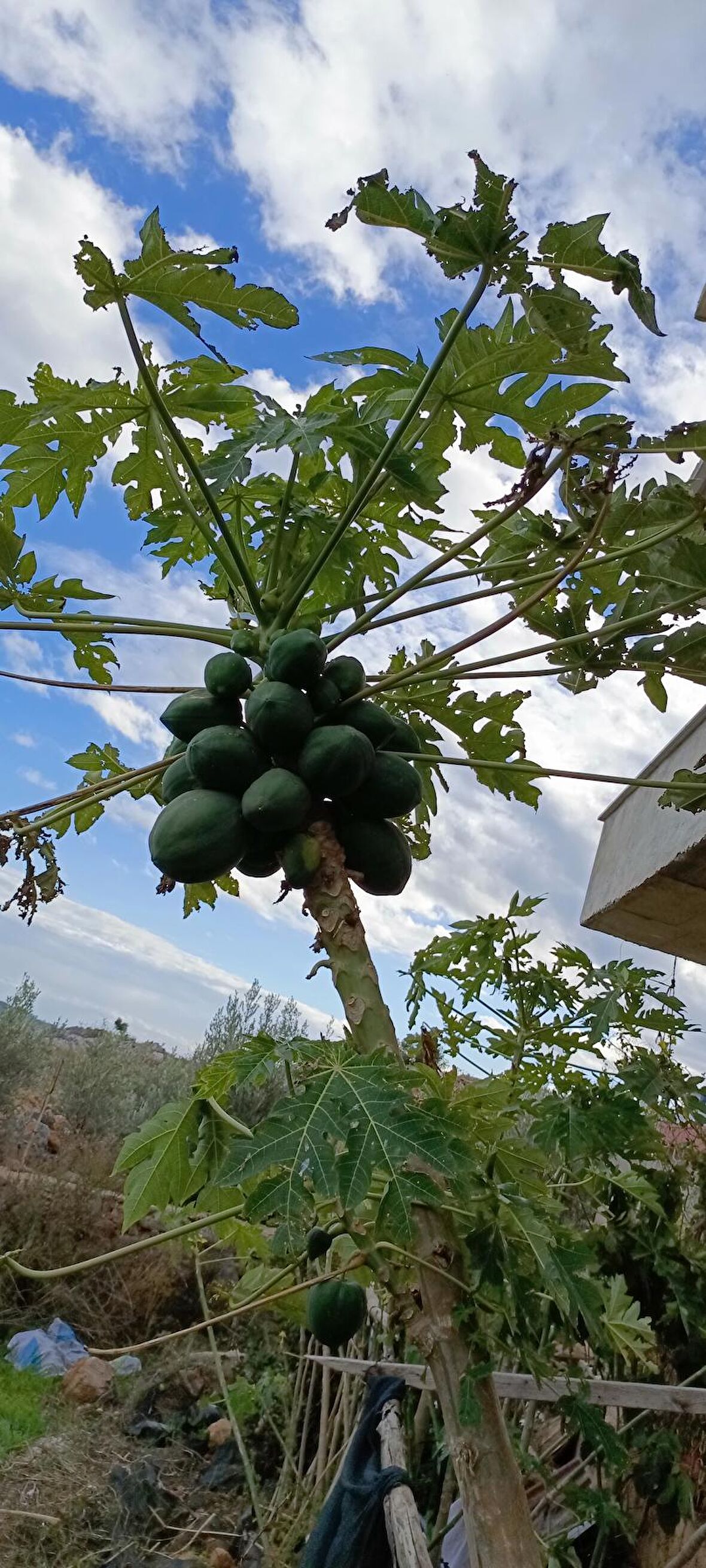 Meyve verme yaşında tüplü papaya fidanı boy 150/200 cm