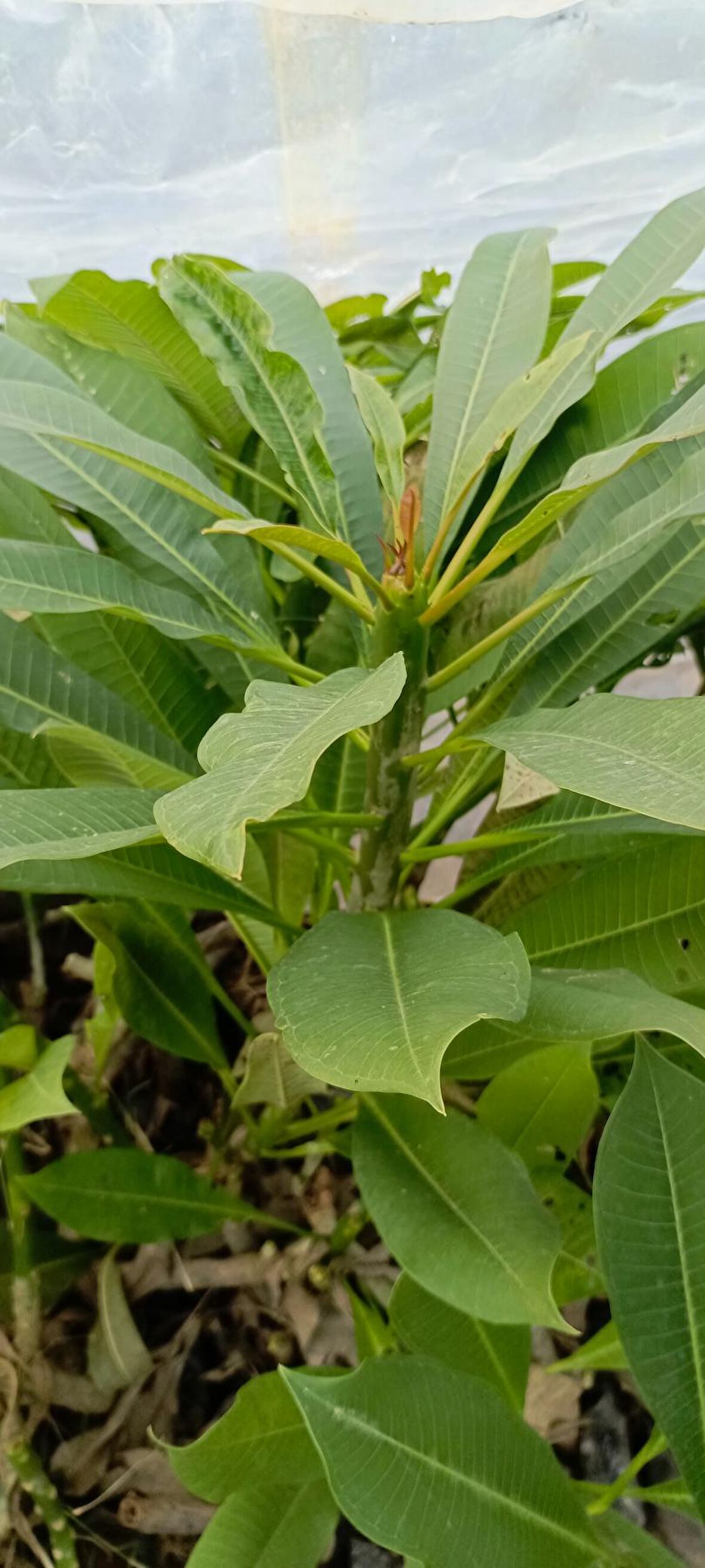 Beyaz tüplü Amerikan fulu plumeria alba boy 1m