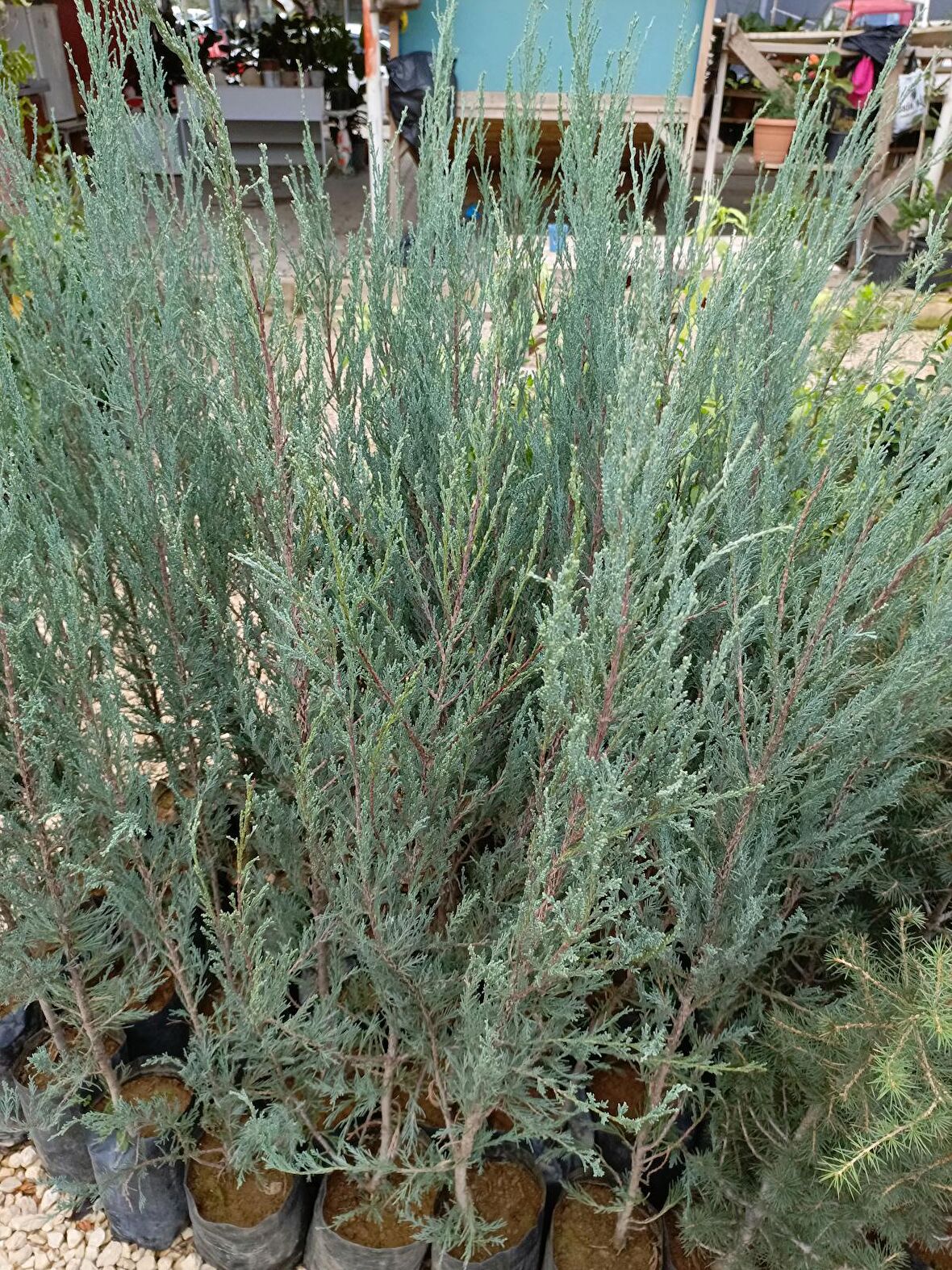 Mavi servi 40/60 cm selvi ardıçgillerden