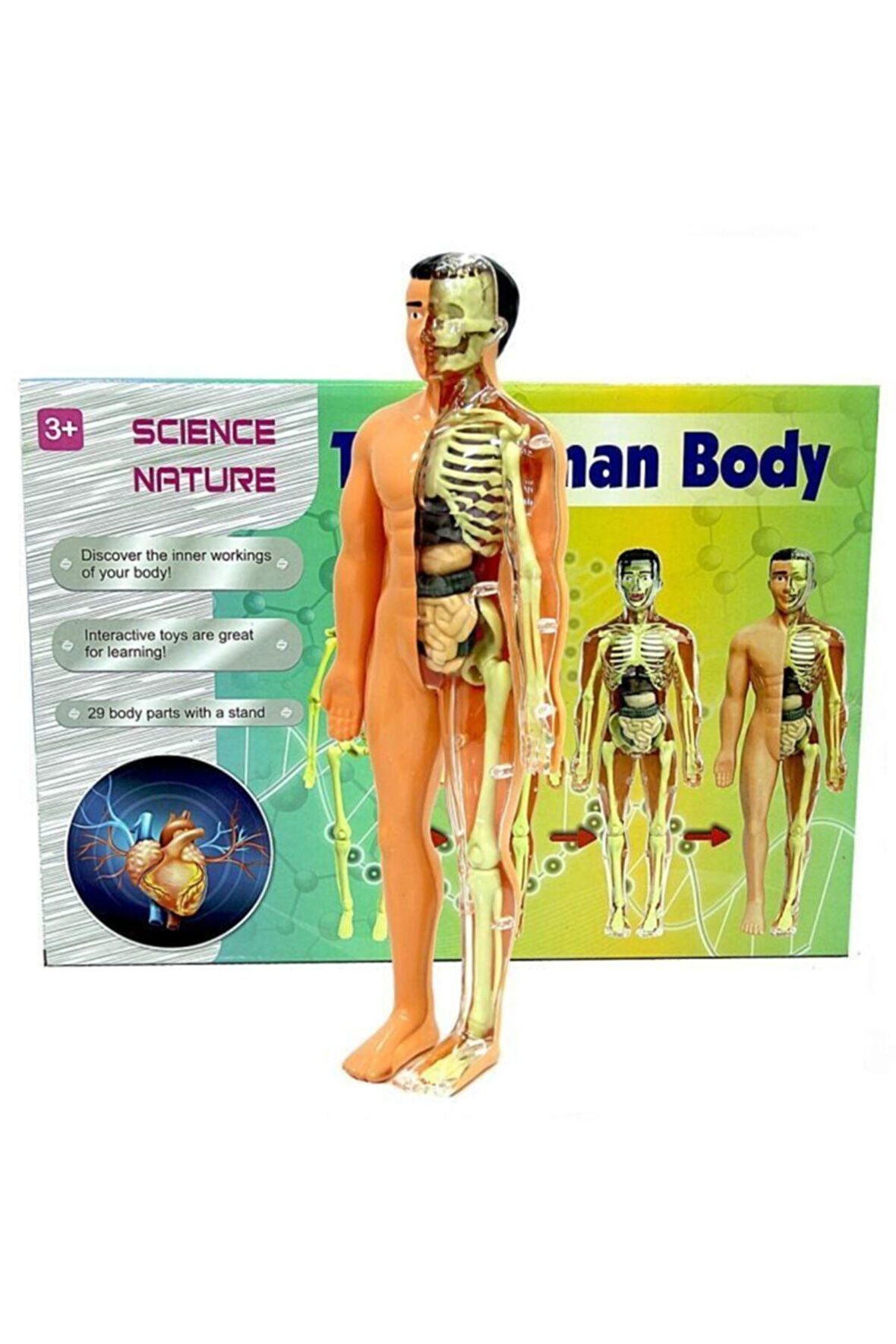 İnsan Vücudu 3D Eğitim Seti - The Human Body Asya