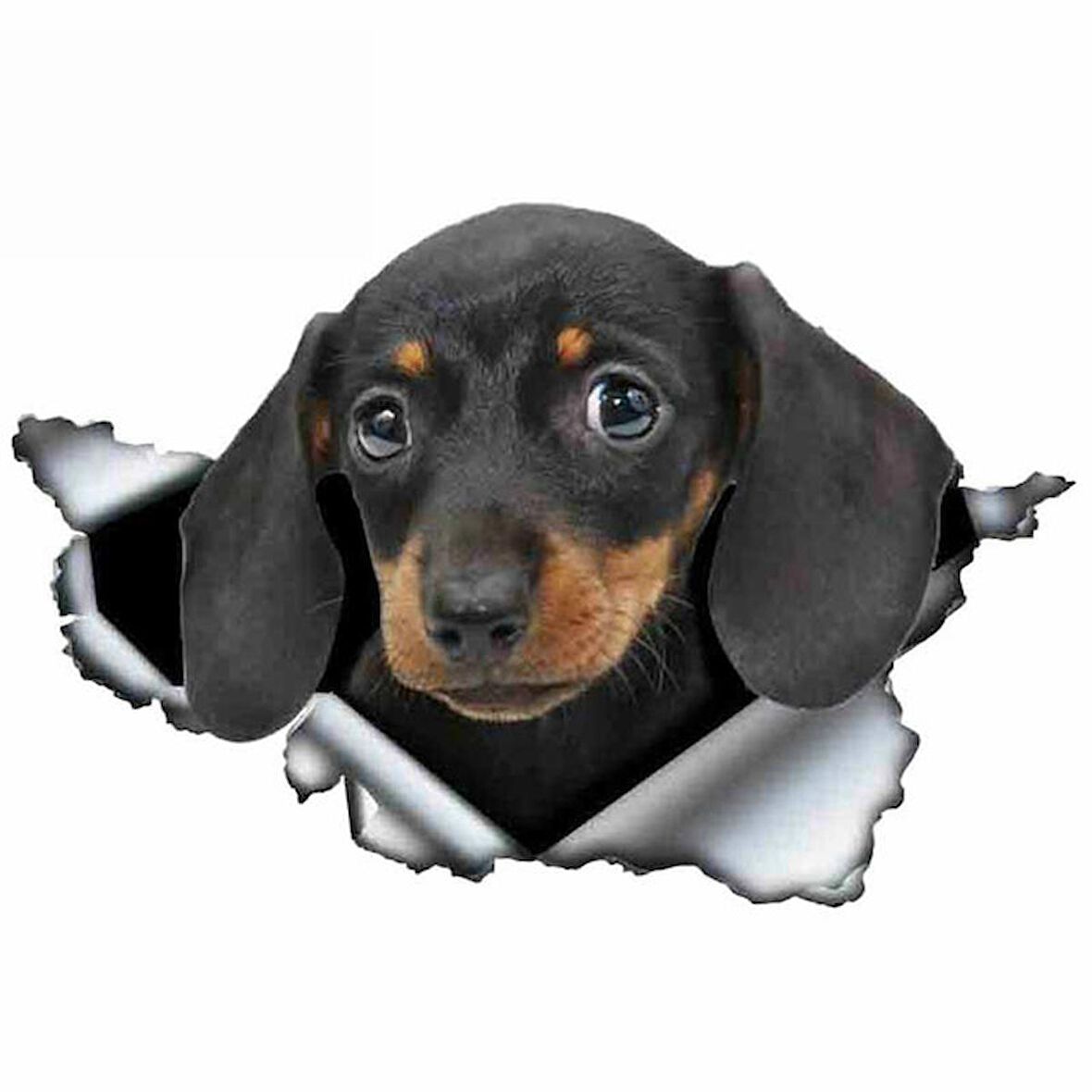 Dachshund Yırtık Deseni araba Sticker Model2
