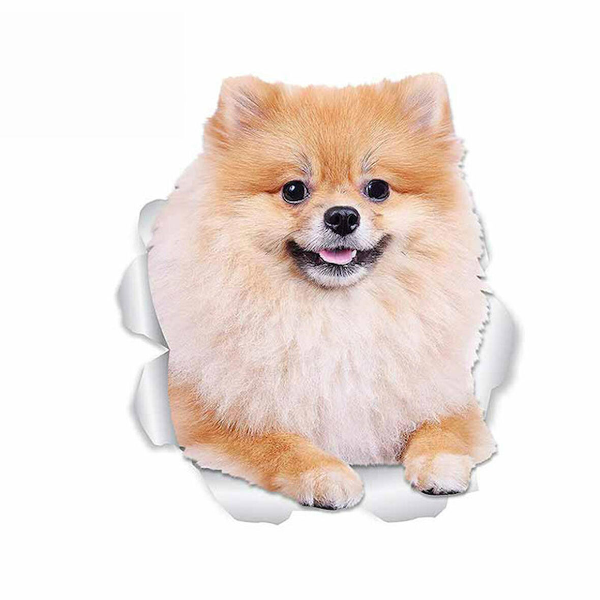 Pomeranian köpek araba Styling etiket Yapıştırma 18CM