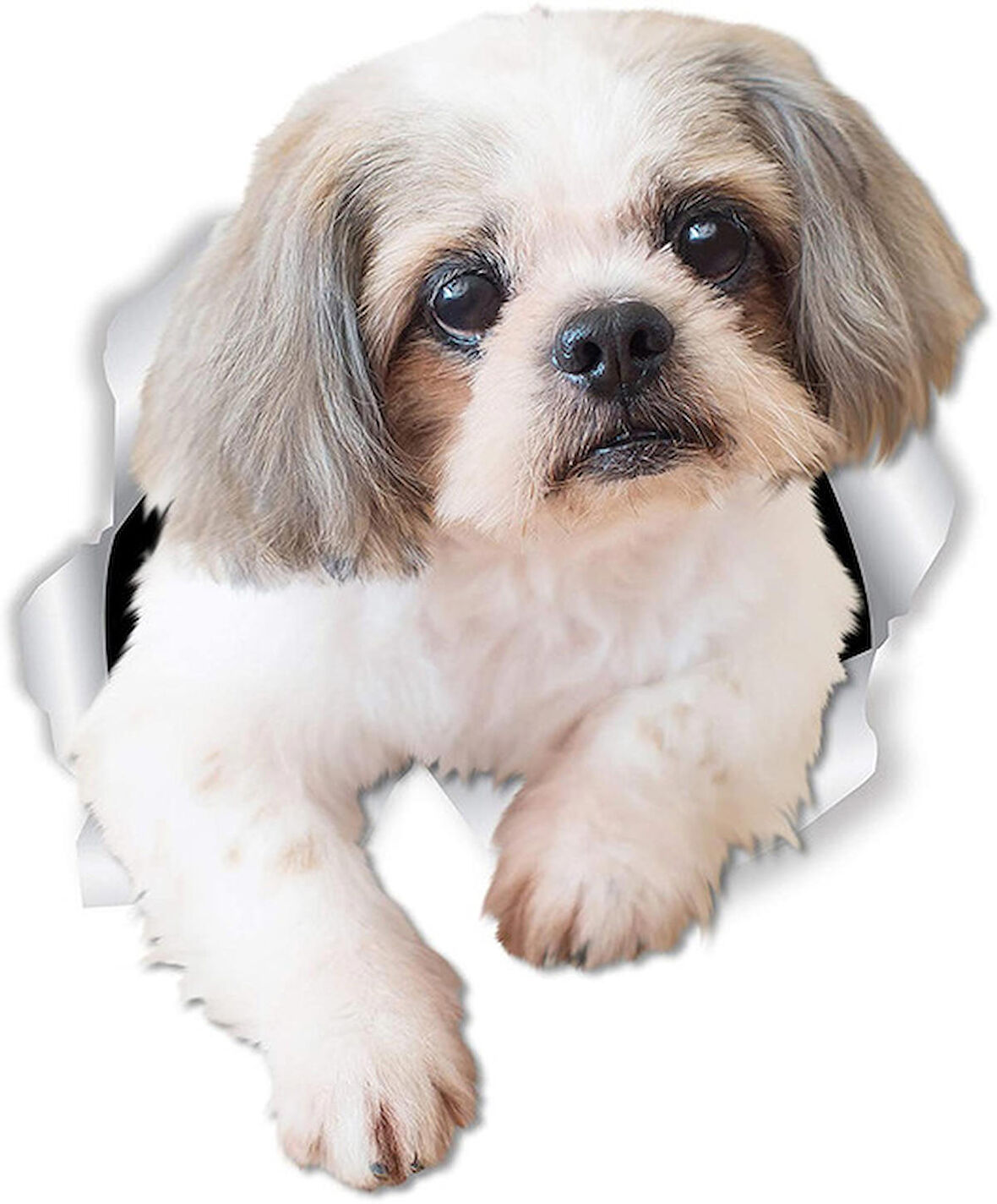 Shih Tzu köpek araba Sticker Yapıştırması 18 Cm