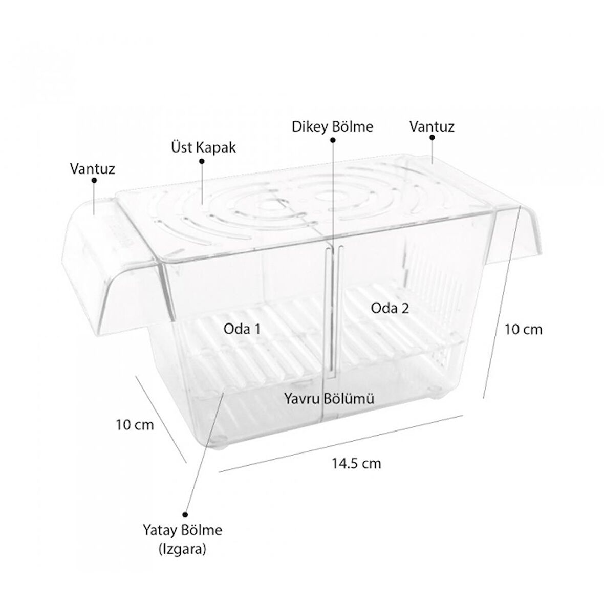 Atlantik İkili Kristal Balık Yavruluk 14,5 Cm x 10 Cm