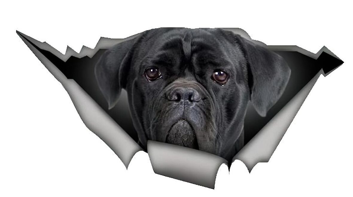 Cane Corso Araba Sticker Yapıştırması 20 Cm Arka Cam kırılma Efekti