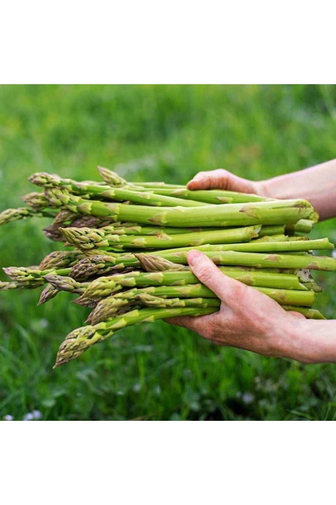 Ata Tohumu Yerli Kuşkonmaz Tohumu (asparagus) 40 Adet Tohum