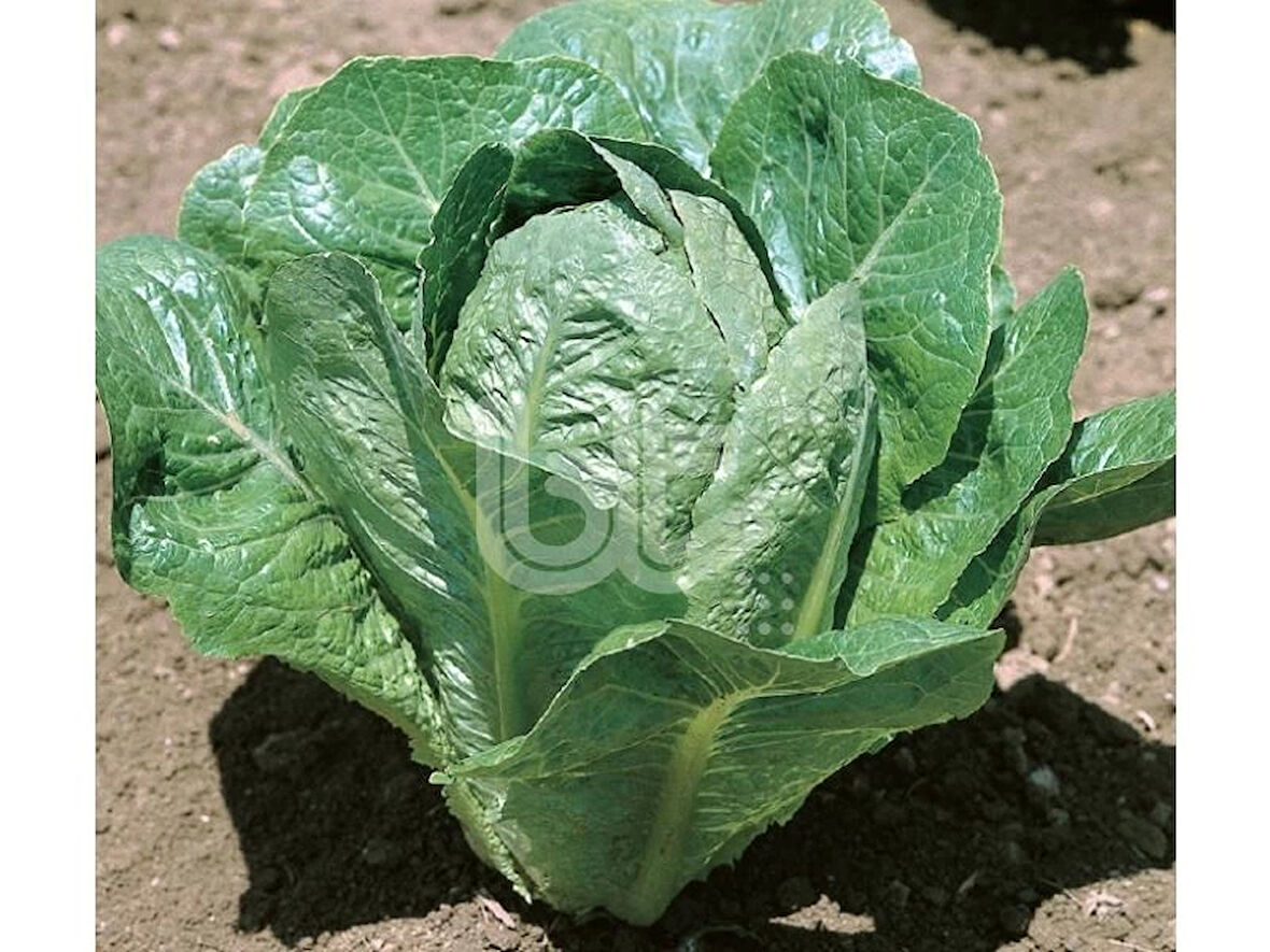 BT 5701 Yedikule Marul Tohumu 10 Gr