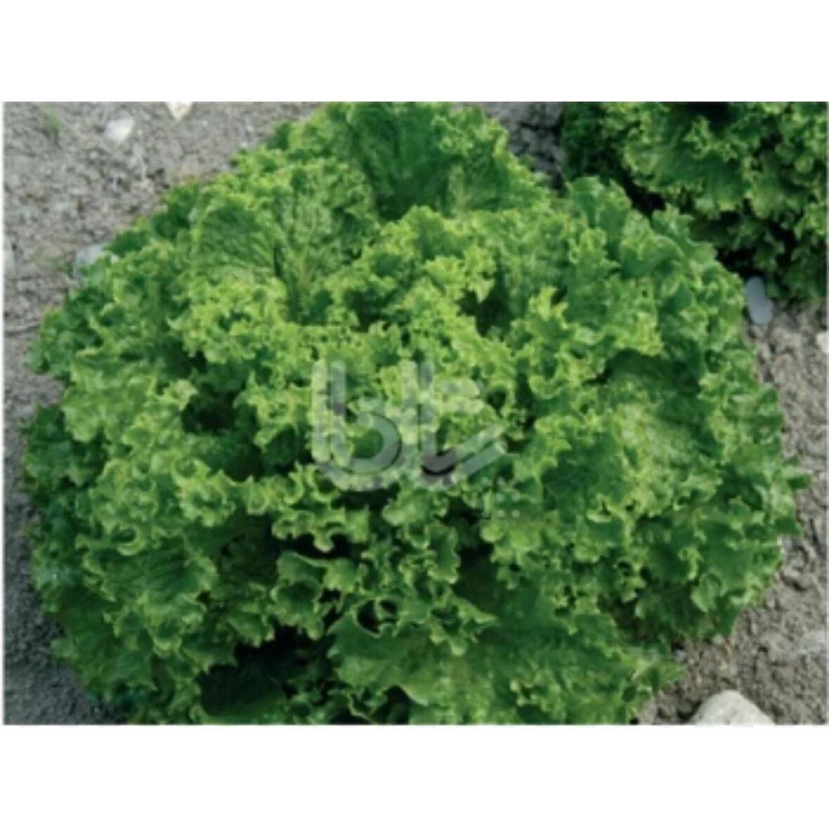 Bursa Tohum BT Bursa Kışlık Kıvırcık 016 25 gr İri Kıvırcık