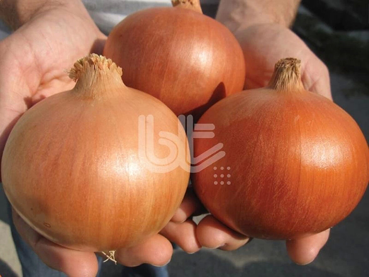 BT Depocu Soğan Tohumu 10 Gram
