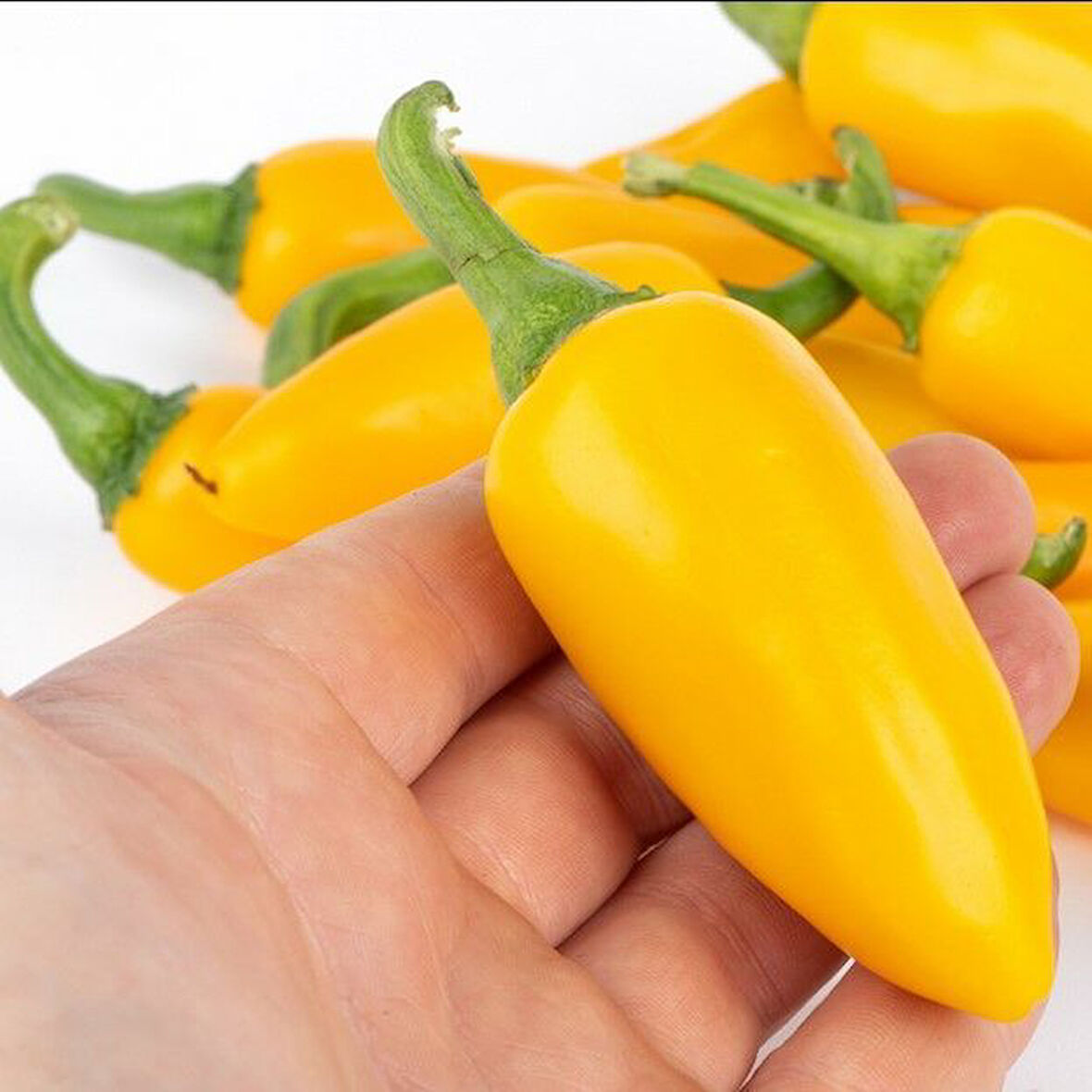 Yellow Jalapeno Çok Acı Biber Tohumu (15 Tohum)