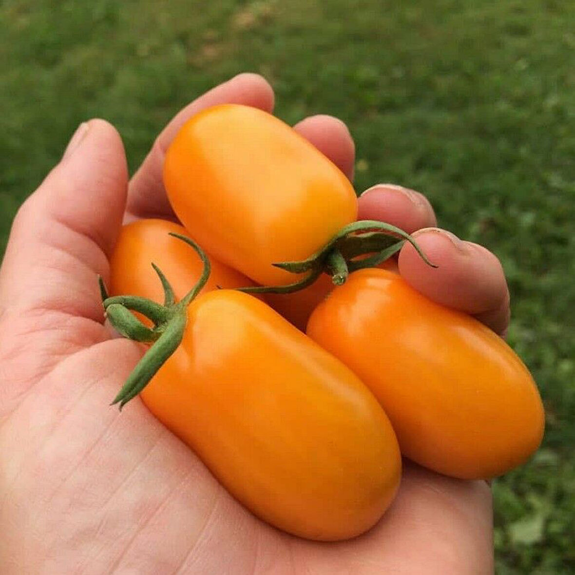 Nova Grape Basık Etli Domates Tohumu (15 Tohum)