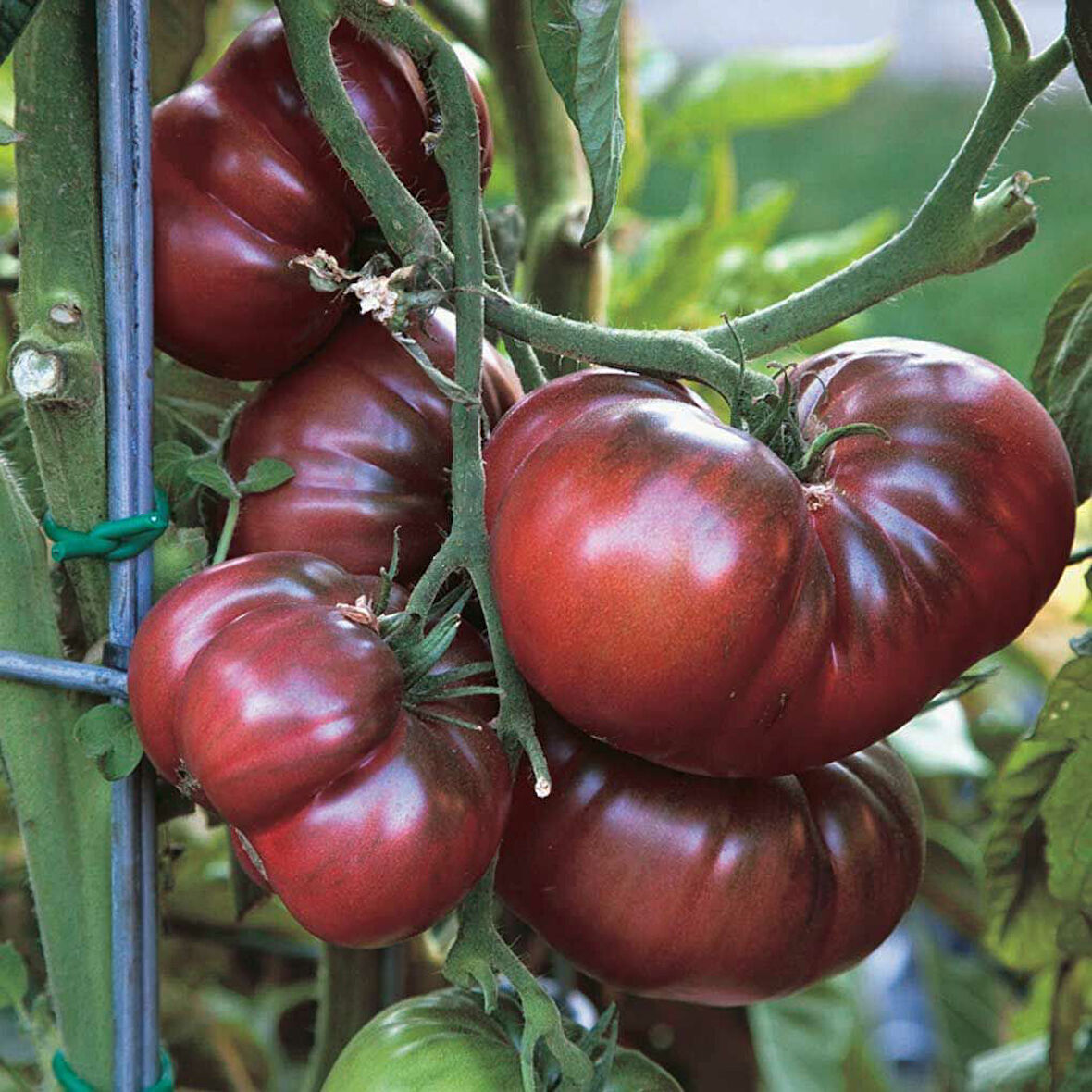 Black Krim İri Etli Domates Tohumu (15 Tohum)