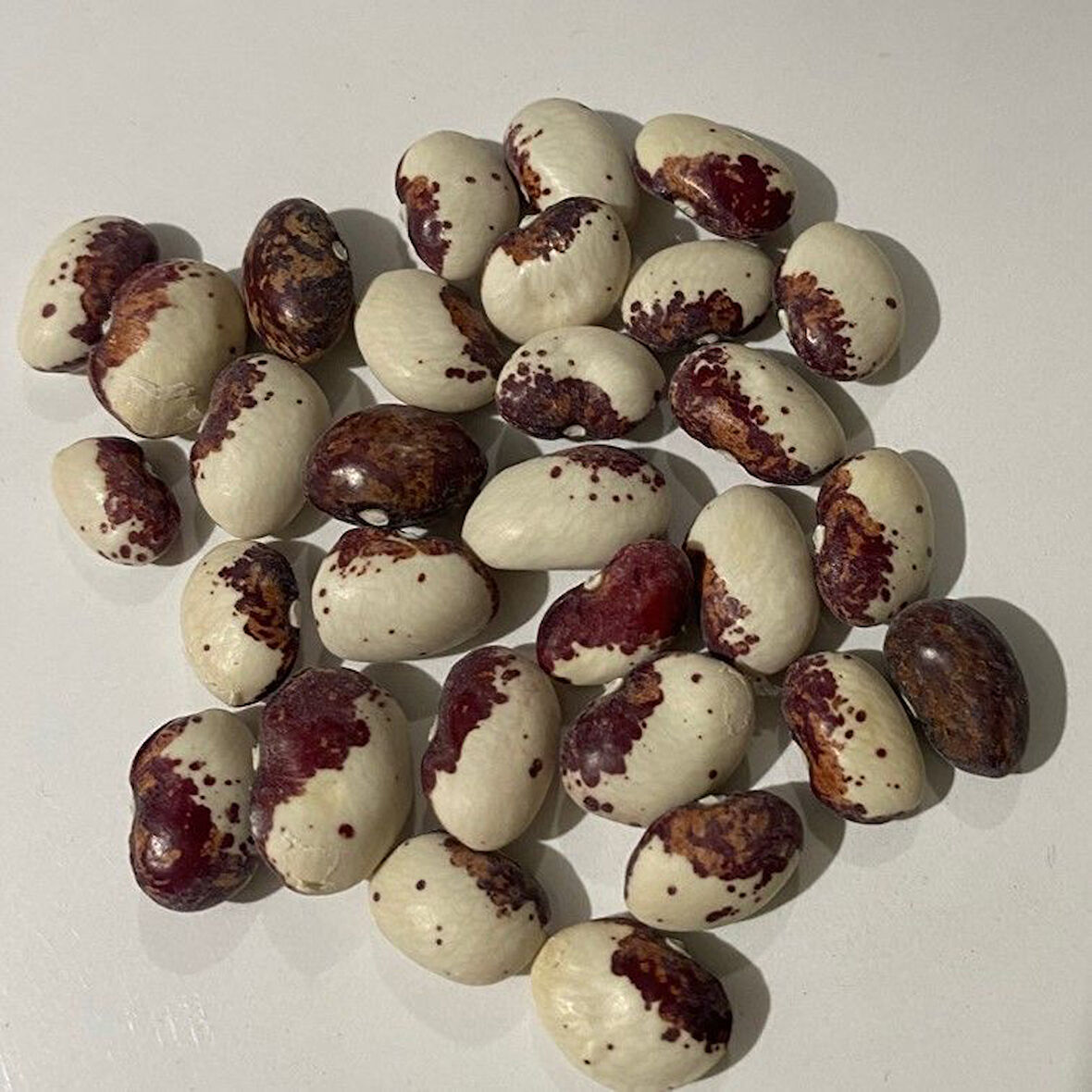 Doğal Geneleksel Sırık Cüce Fasulye Tohumu (10 Tohum)