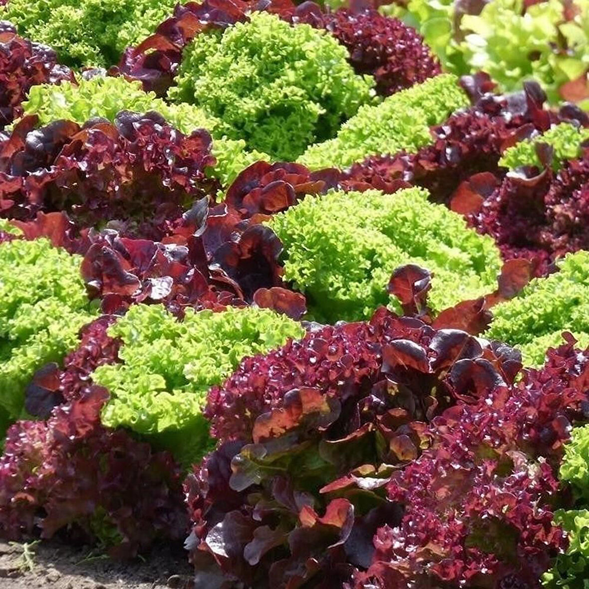 Ata Tohumları Mixed Marul Tohumu (100 Tohum)