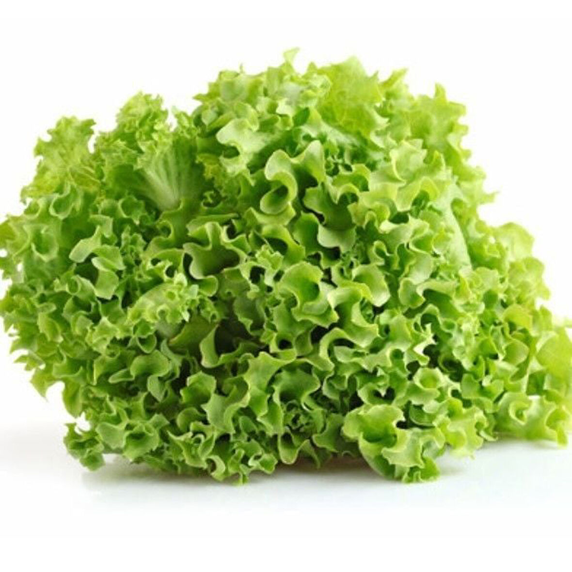 Geleneksel Curly Kışlık Yeşil Kıvırcık Marul Tohumu (100 Tohum)