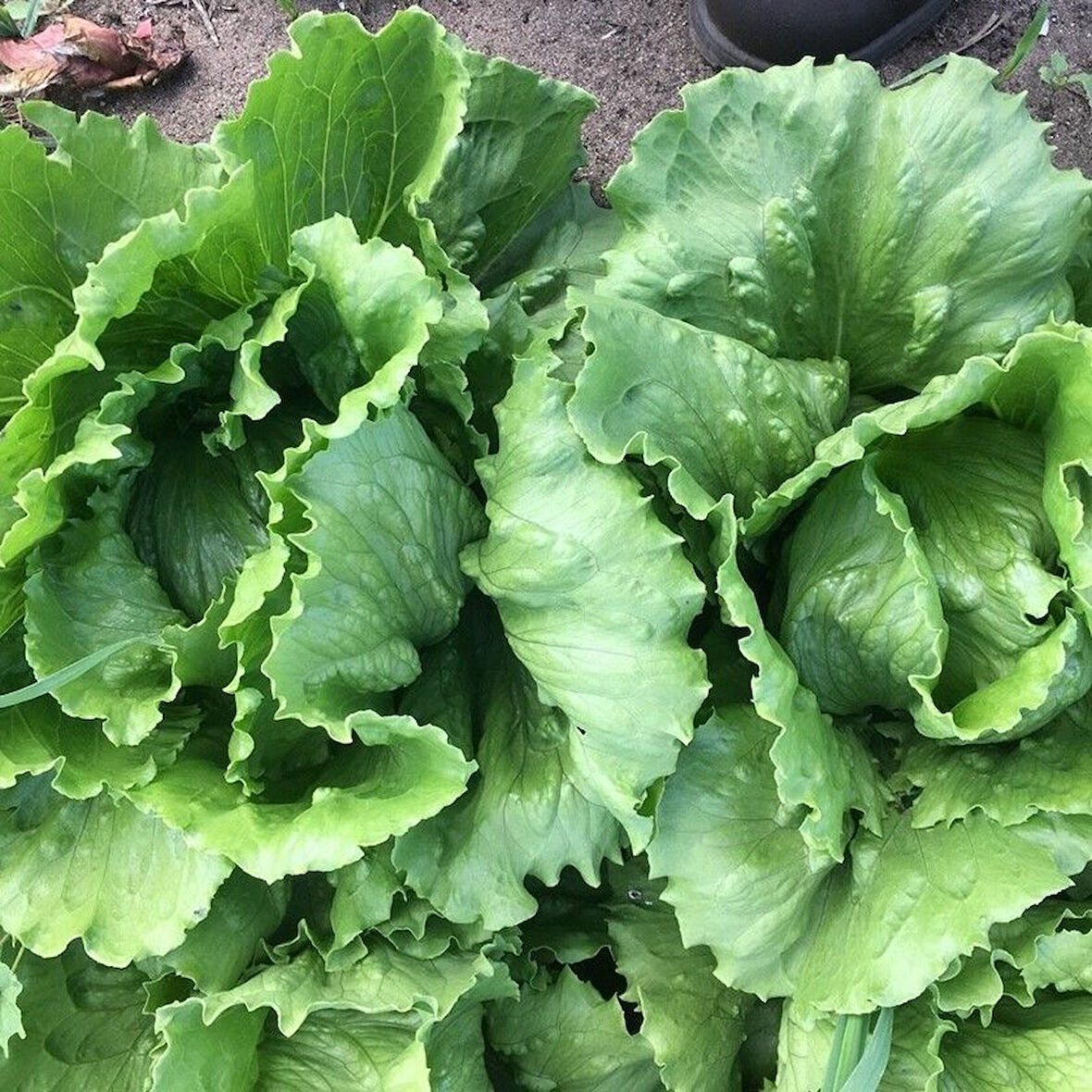 Doğal Soğuğa Dayanıklı Salinas Marul Tohumu (800 Tohum)