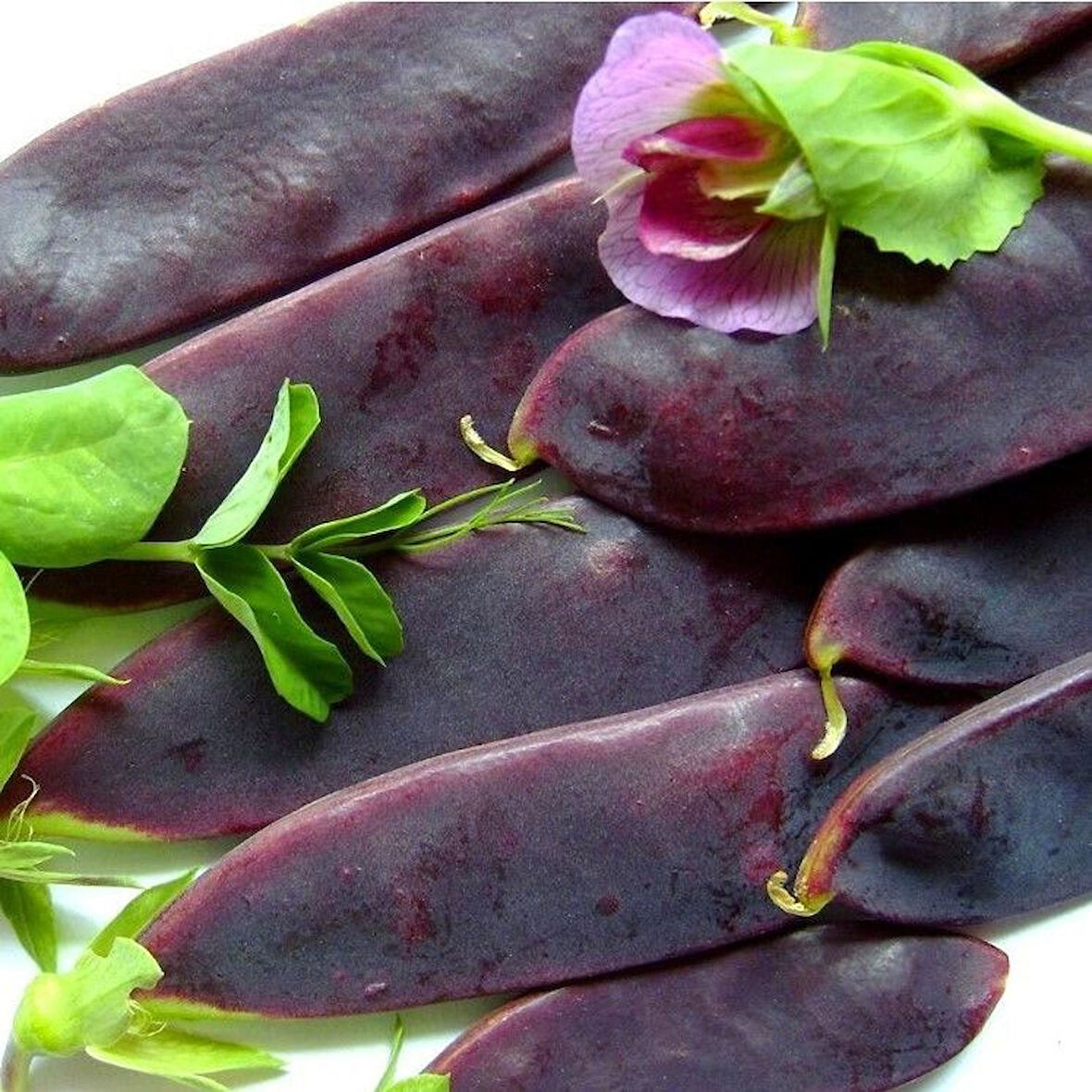 Geleneksel Doğal Şiraz Siyah Bezelye Tohumu (10 Tohum)