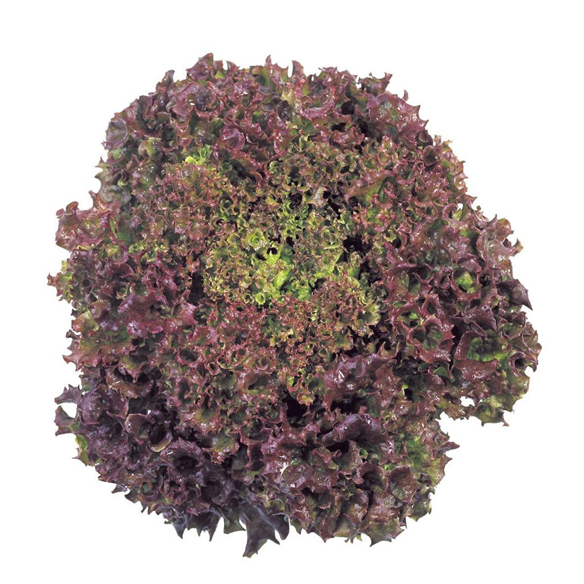 Kırmızı Yapraklı Kıvırcık Lolorosso Marul (1 gram)