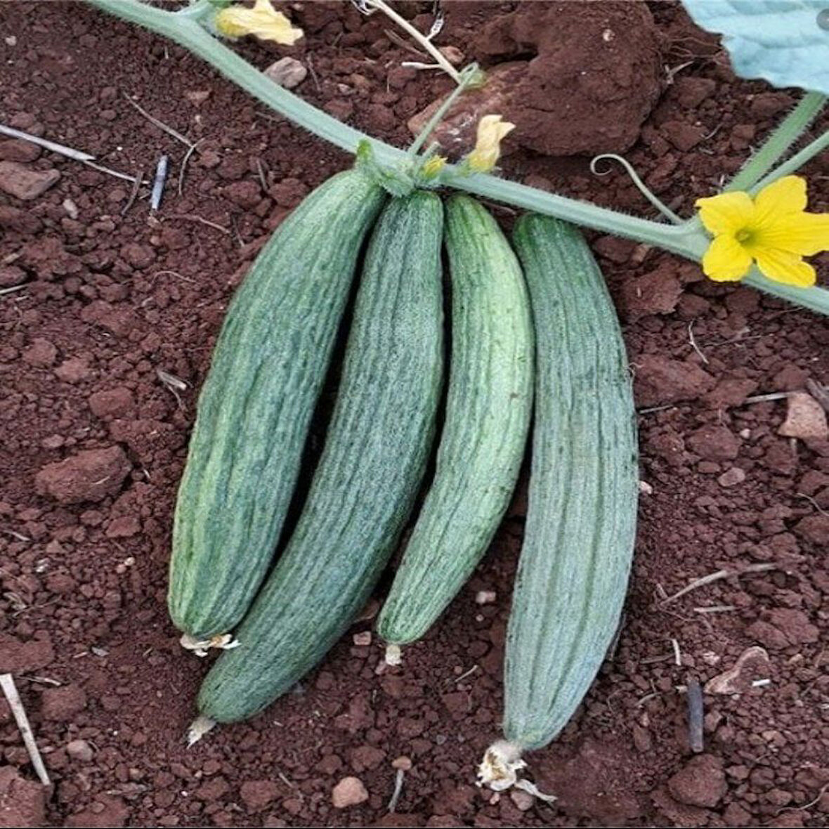 Doğal Black Kantarcı Acur Tohumu (50 Tohum)