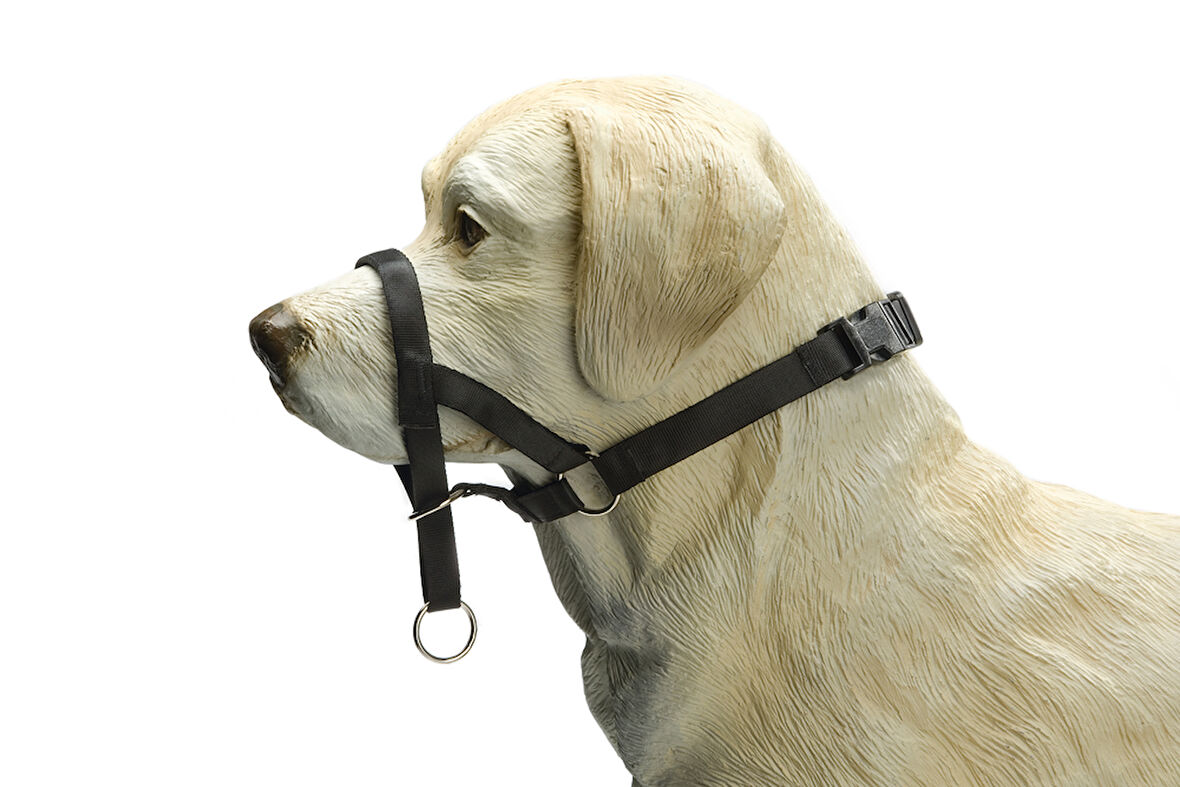 Beeztees Köpek Eğitim Tasması, Baş Kontrollu, Siyah, XS
