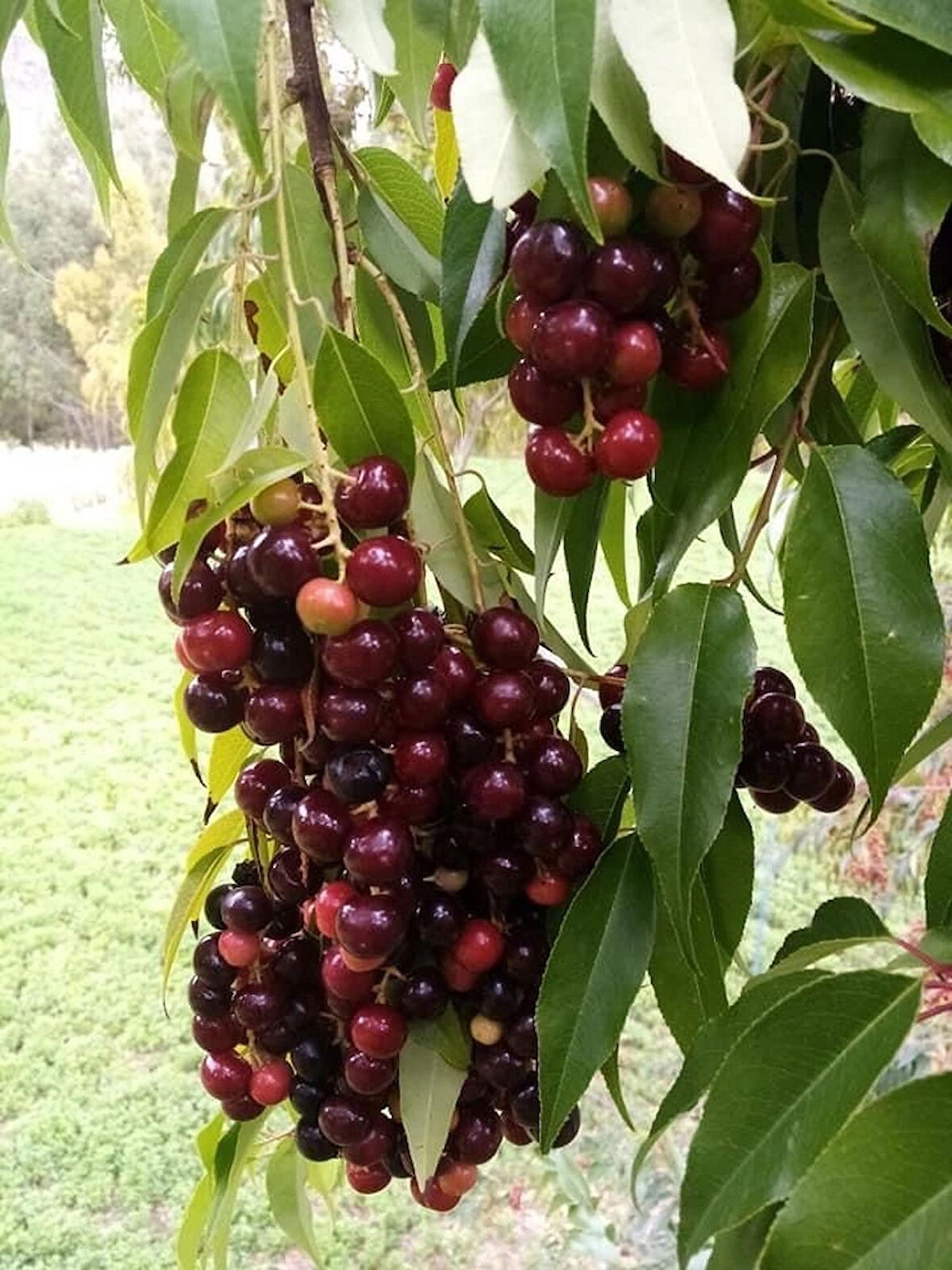 2 Yaşında Tüplü 2 Adet Karayemiş (Prunus laurocerasus) Fidanı - Bahçenize Dayanıklılık ve Yeşil Güzellik Katın