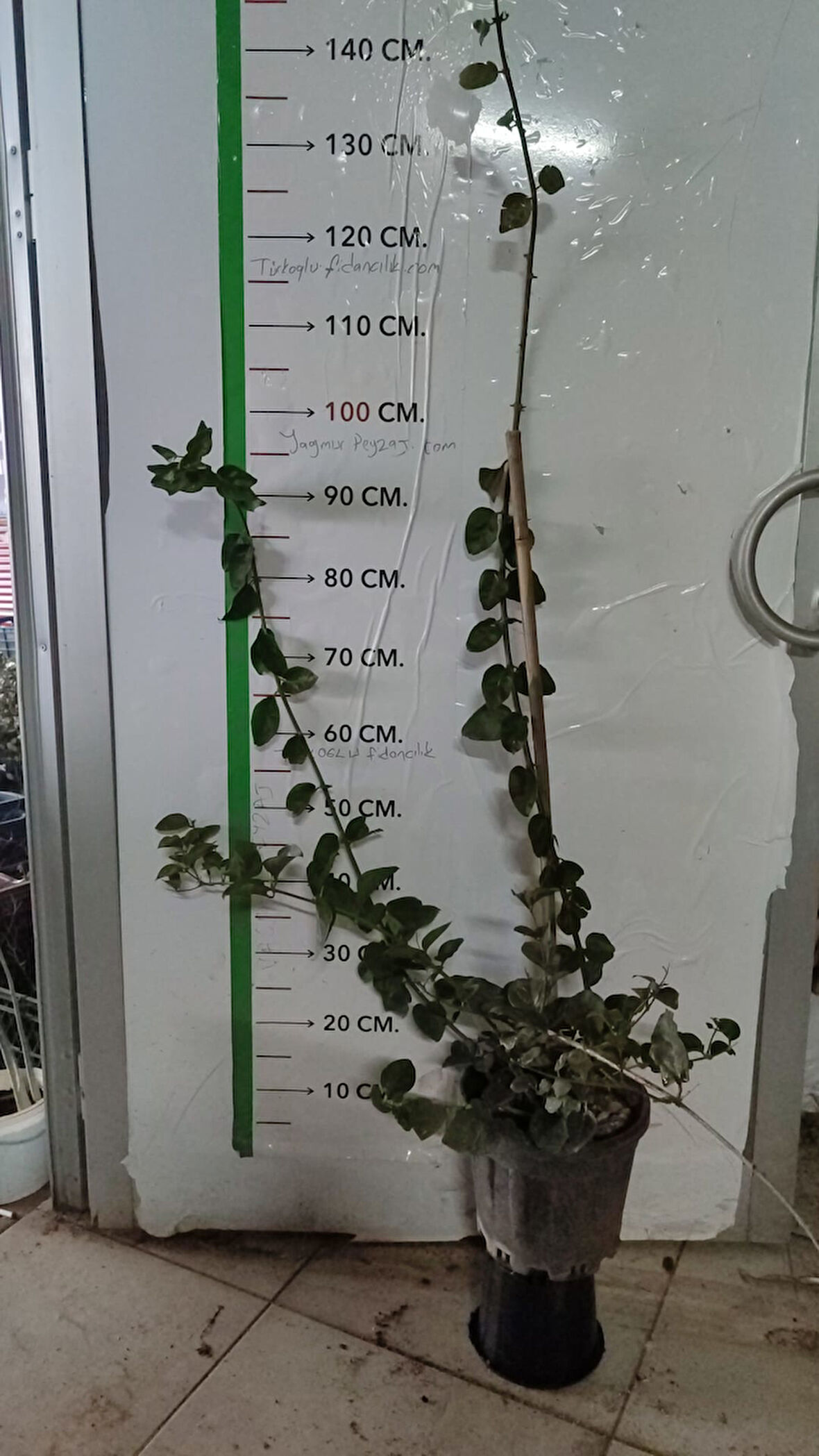 Kokulu Beyaz Yasemin Çiçeği Fidanı(1m ve 1.5m)