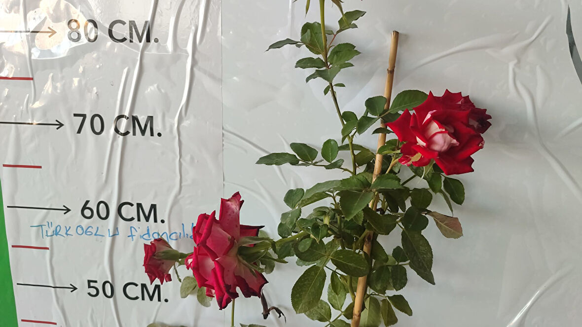 Gül Fidanı Türkiyem Rosa ad alberello Harlequin,,Katmerli, Hafif Kokulu, Odunsu