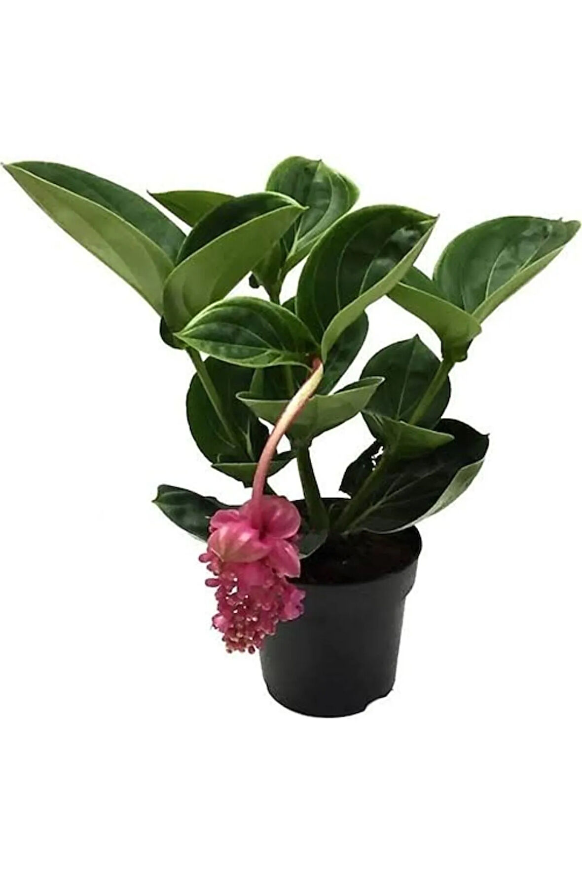 MEDİNE GÜLÜ ÇİÇEĞİ - Medinilla Magnifica