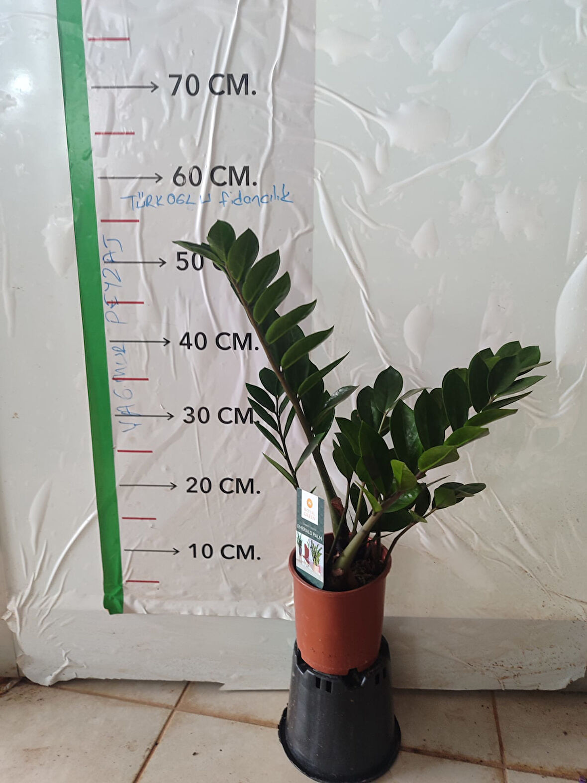 Zamia Çiçeği (Zeze - Zamioculcas Zamiifolia)