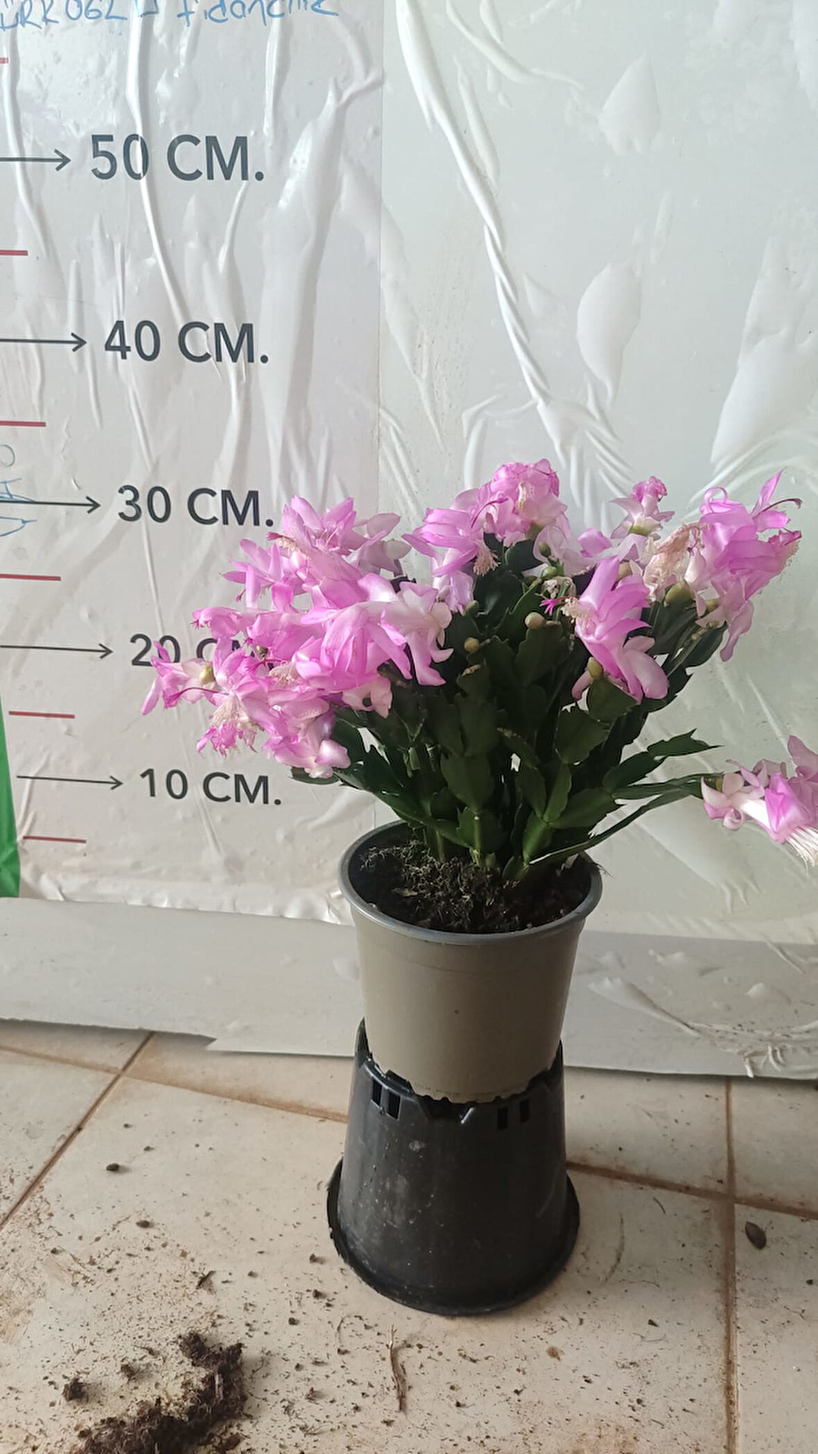 Pembe İthal Yılbaşı Çiçegi