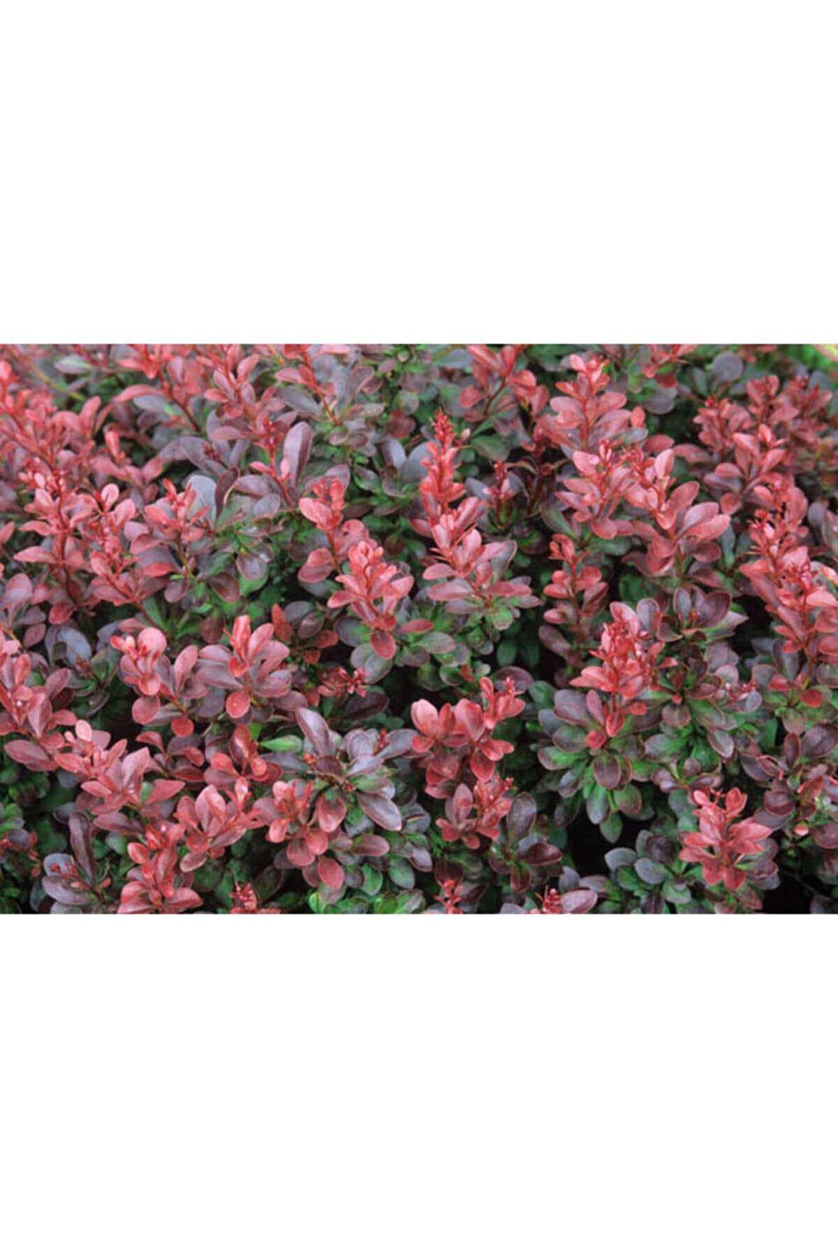 5 Adet Kırmızı Berberis(berberis Thunbergii) Kadın Tuzluğu 60-80