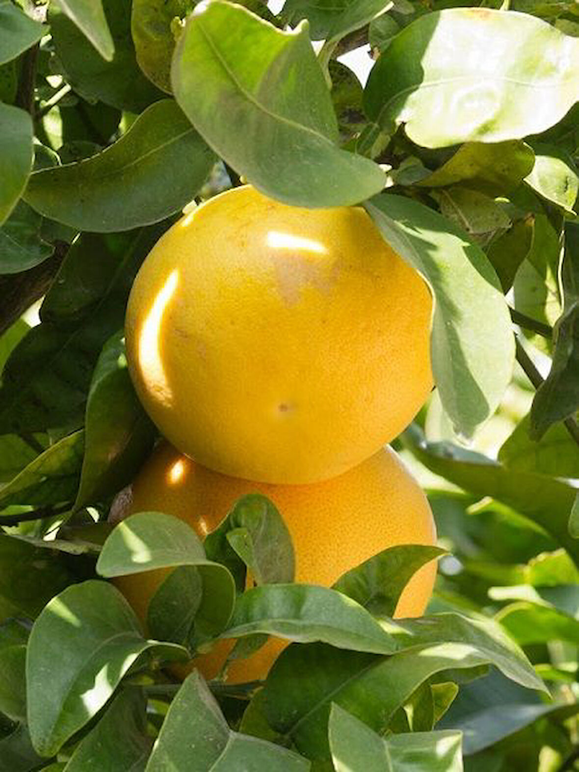 Greyfurt Fidanı 120 cm(Citrus paradisi)
