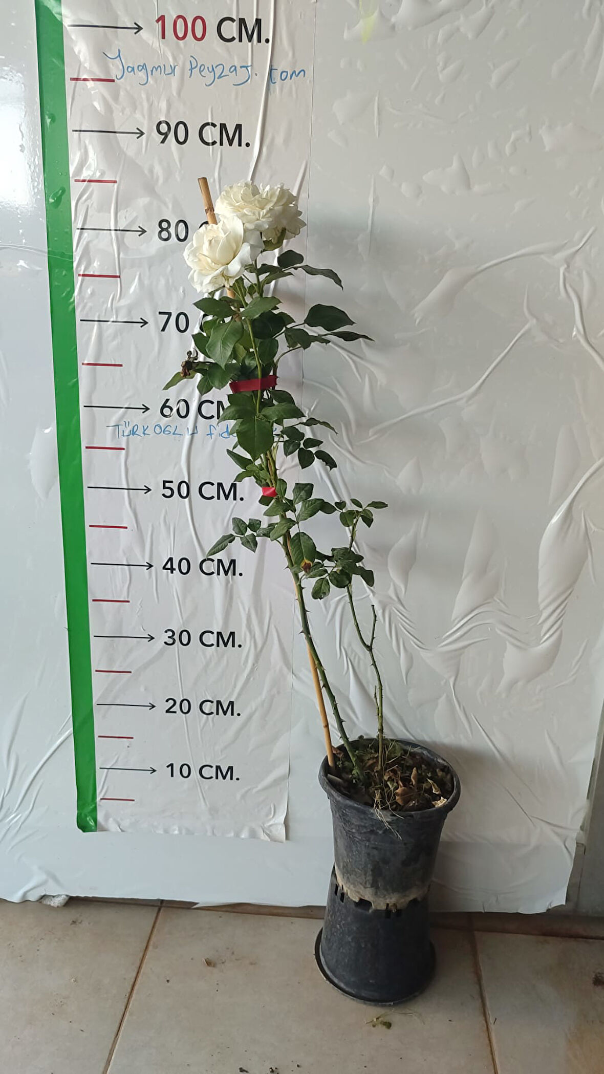 Gül Fidanı BEYAZ Rosa laxa White, Saksıda Katmerli, Hafif Kokulu, Gösterişli