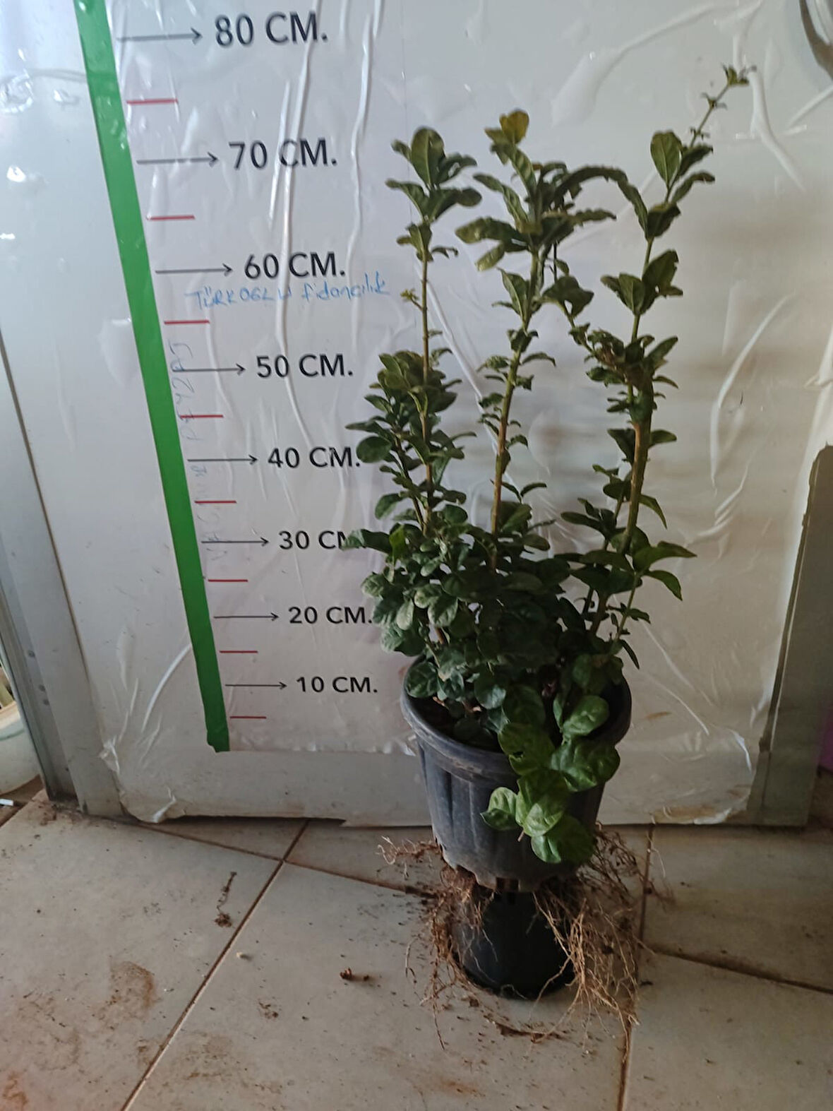 Katmerli Ful Yasemin Çiçeği (70 cm)
