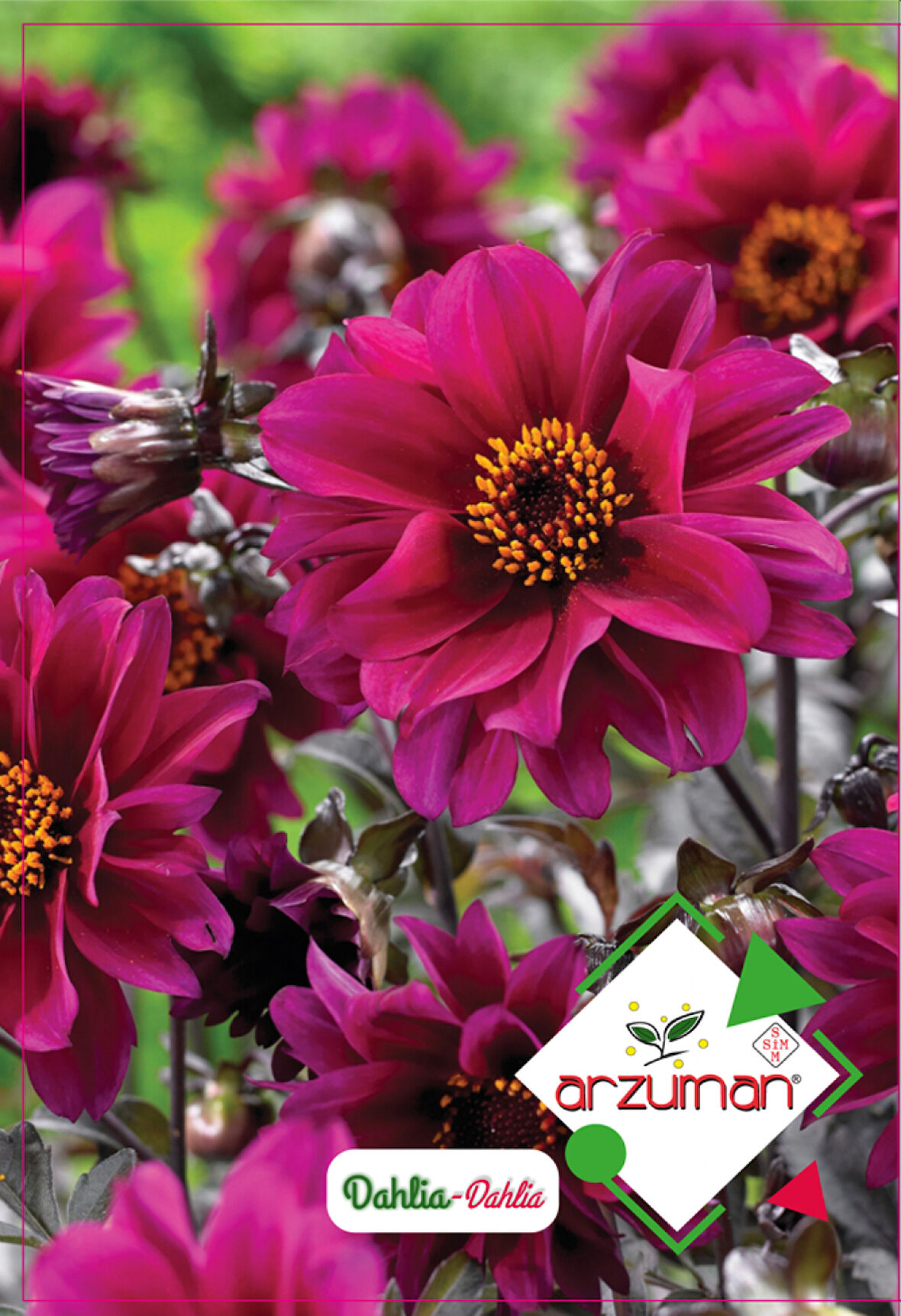 Dahlia ( Paketteki Tohum Sayısı 30 )