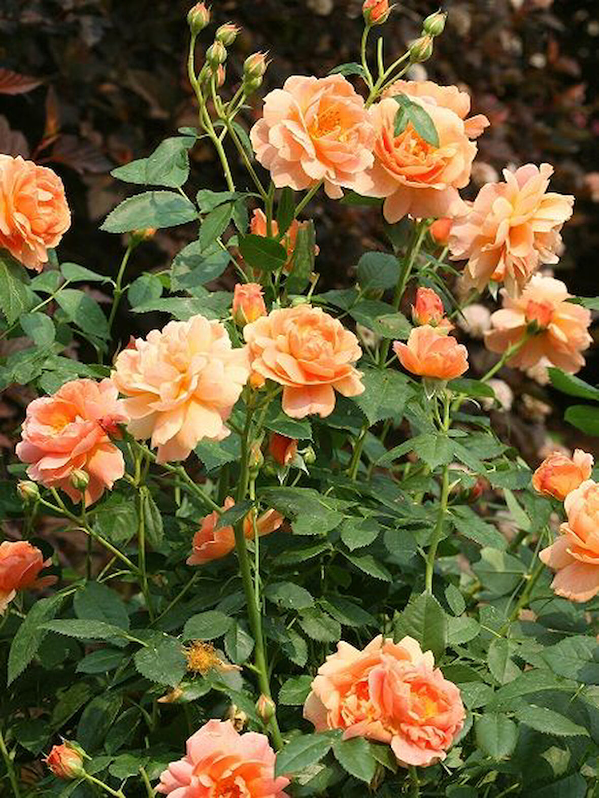 Gül Fidanı Kayısı Renkli Rosa laxa, Saksıda Çok Yıllık, Katmerli, Hafif Kokulu,