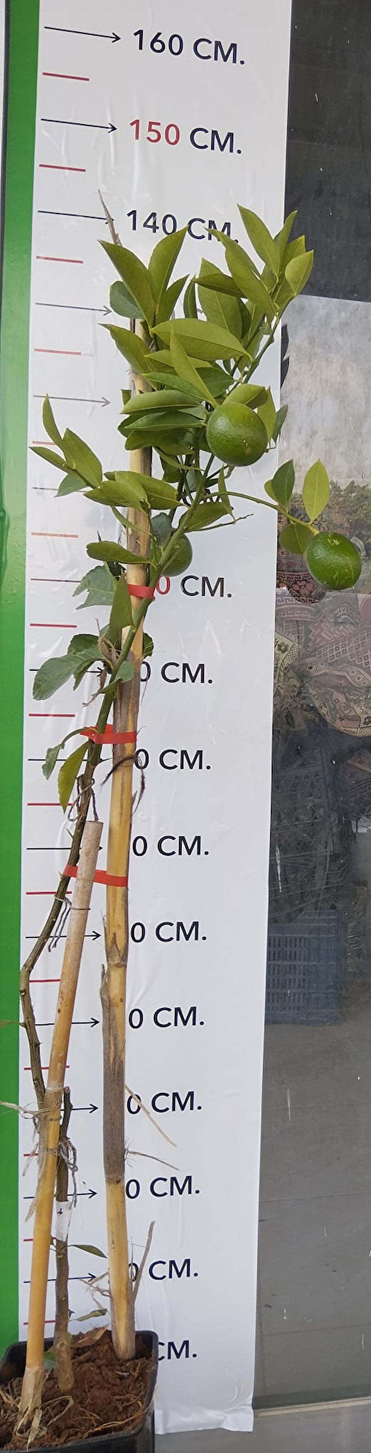 3 Yaşlı Yediveren Limon Fidanı(SAKSILI ÜZERİ MEYVELİ)